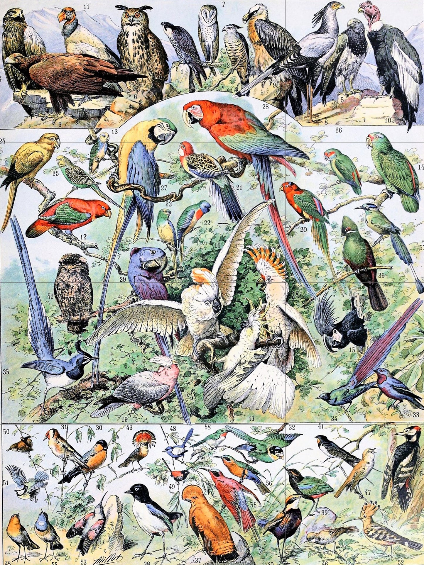 Tile Mural/Mosaic Ceramic Panel of Birds - Adolphe Millot - Vintage Print - Bird Wall Art - Adolphe Millot Vintage Illustration - Bird Mural