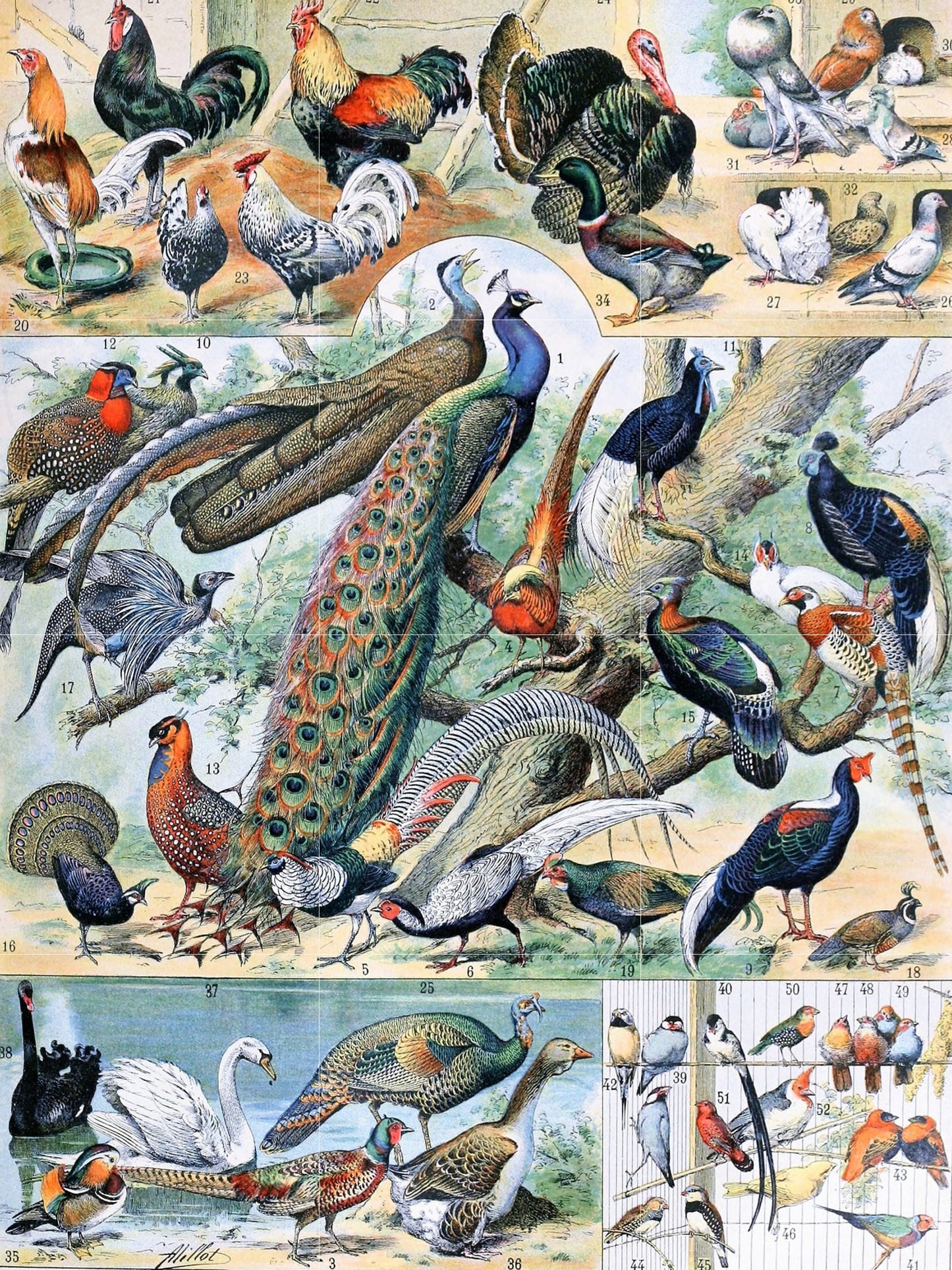 Tile Mural/Mosaic Ceramic Panel of Birds - Adolphe Millot - Vintage Print - Bird Wall Art - Adolphe Millot Vintage Illustration - Bird Mural