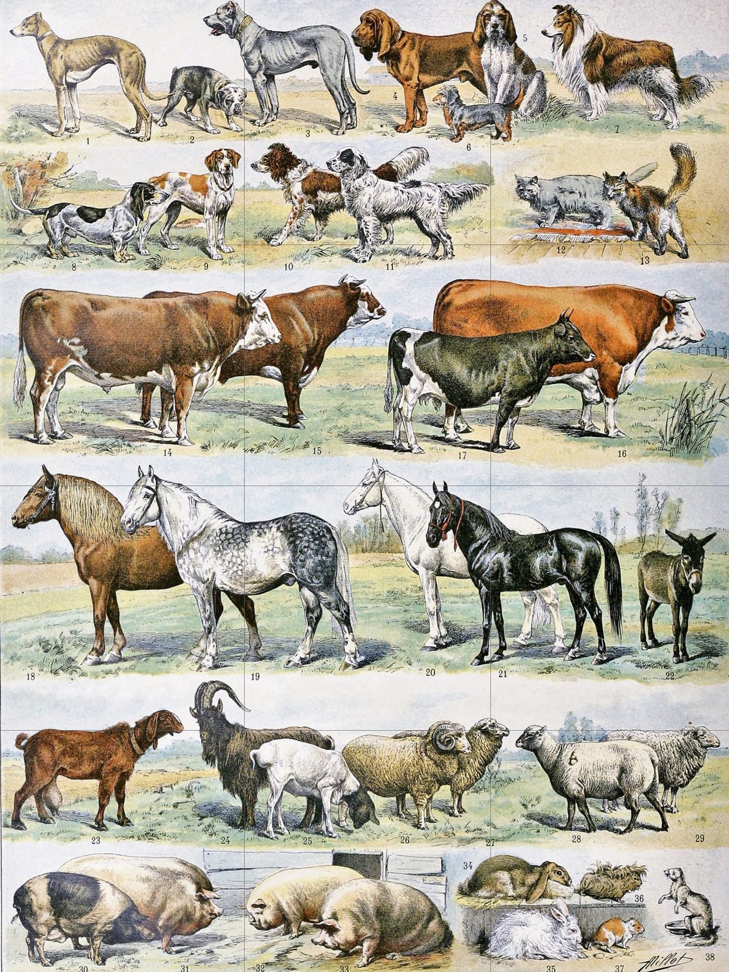 Tile Mural/Mosaic Ceramic Panel of Mammals - Adolphe Millot - Vintage Print - Animal Wall Art - Adolphe Millot Vintage Illustration