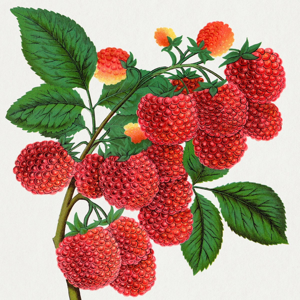 Vintage Fruit Print Ceramic Tiles - Set of 3 Ceramic Decor Tiles - Kitchen Backsplash Tiles, Bathroom Tiles, Fruit illustration print