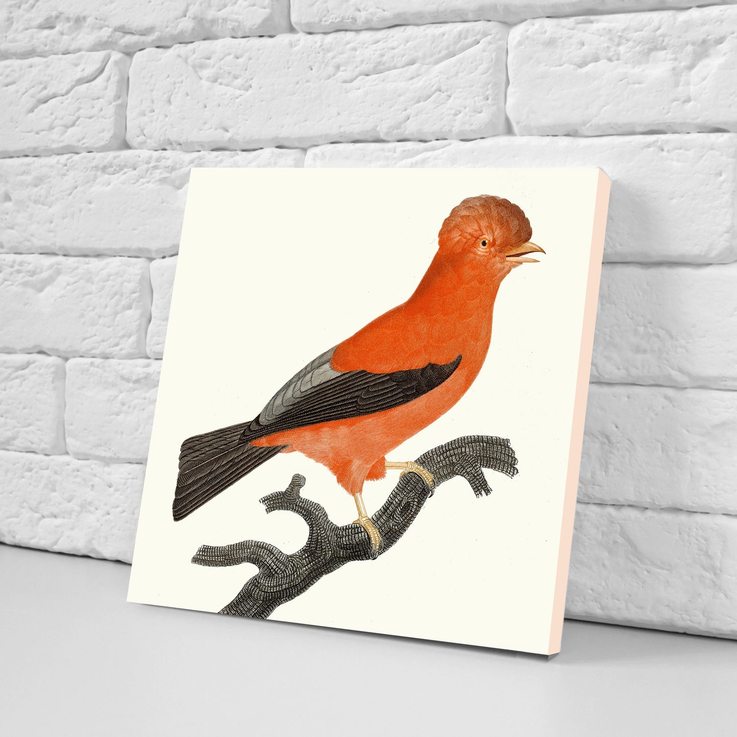 Vintage Bird Print Ceramic Tiles - Set of 3 Ceramic Decor Tiles - Kitchen Tiles, Bathroom Tiles, Botanical wall art, Bird illustration