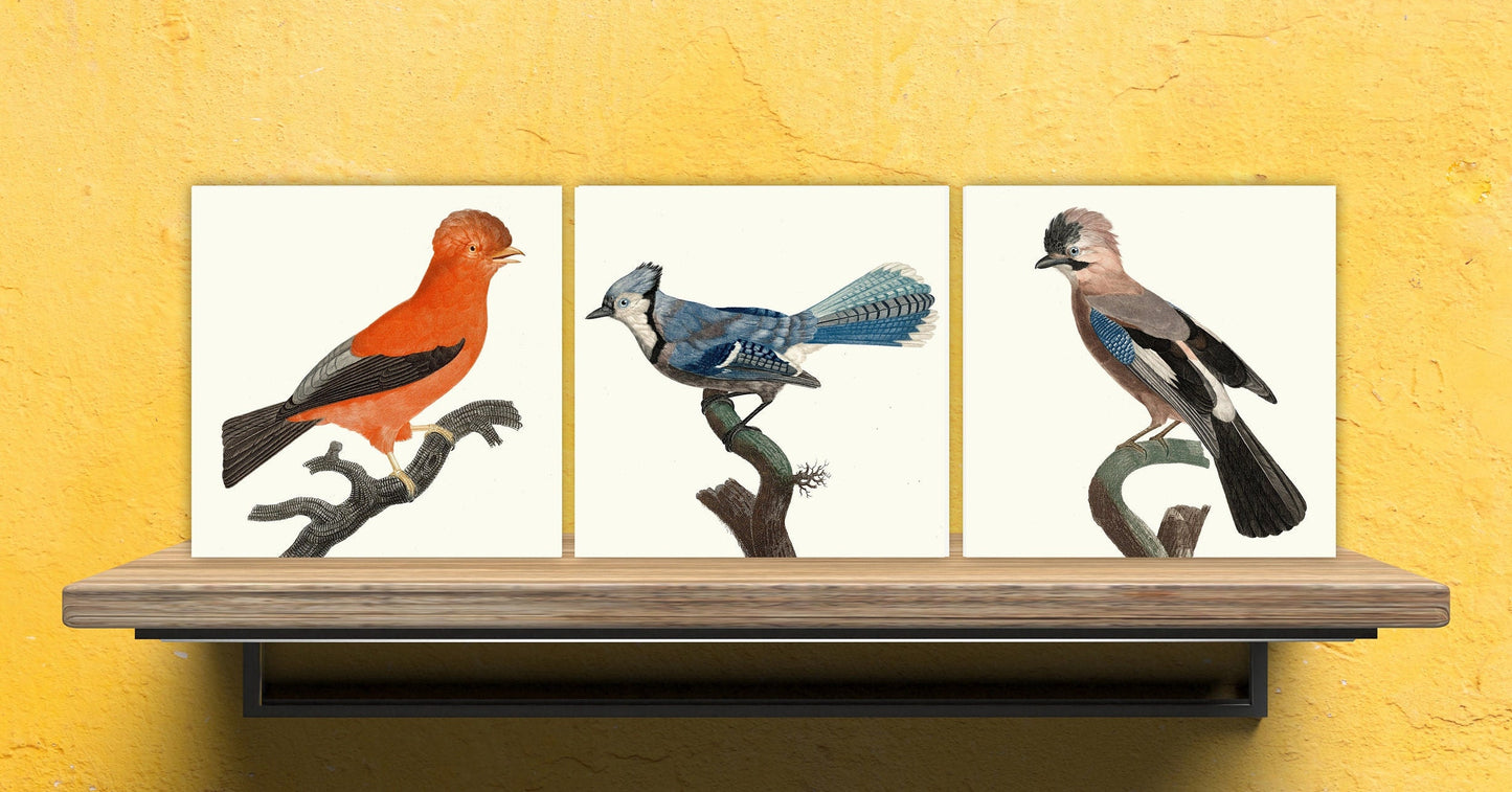Vintage Bird Print Ceramic Tiles - Set of 3 Ceramic Decor Tiles - Kitchen Tiles, Bathroom Tiles, Botanical wall art, Bird illustration
