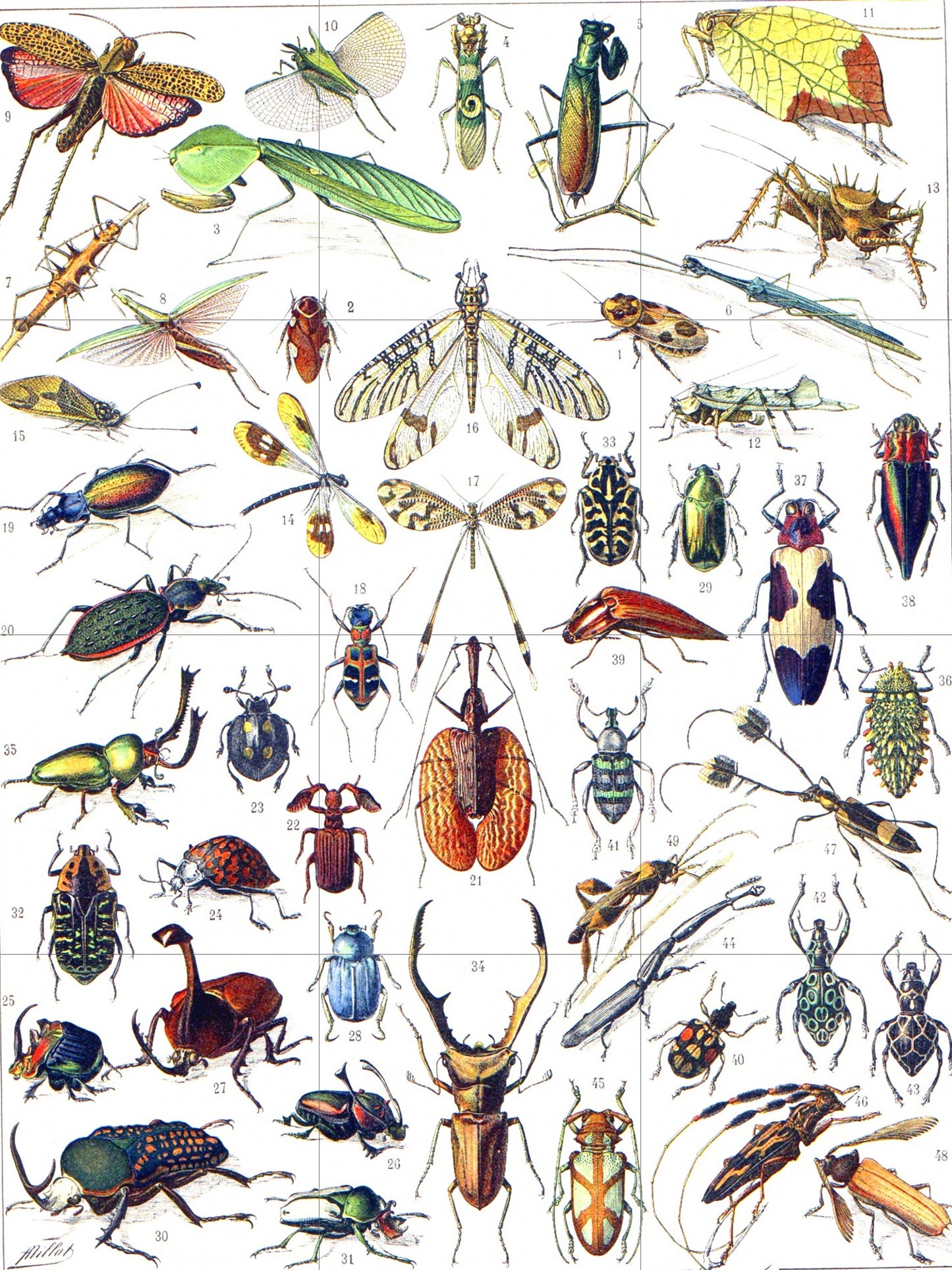 Tile Mural/Mosaic Ceramic Panel of Insects - Adolphe Millot - Vintage Insect Print - Insect Art - Adolphe Millot Print Vintage Illustration