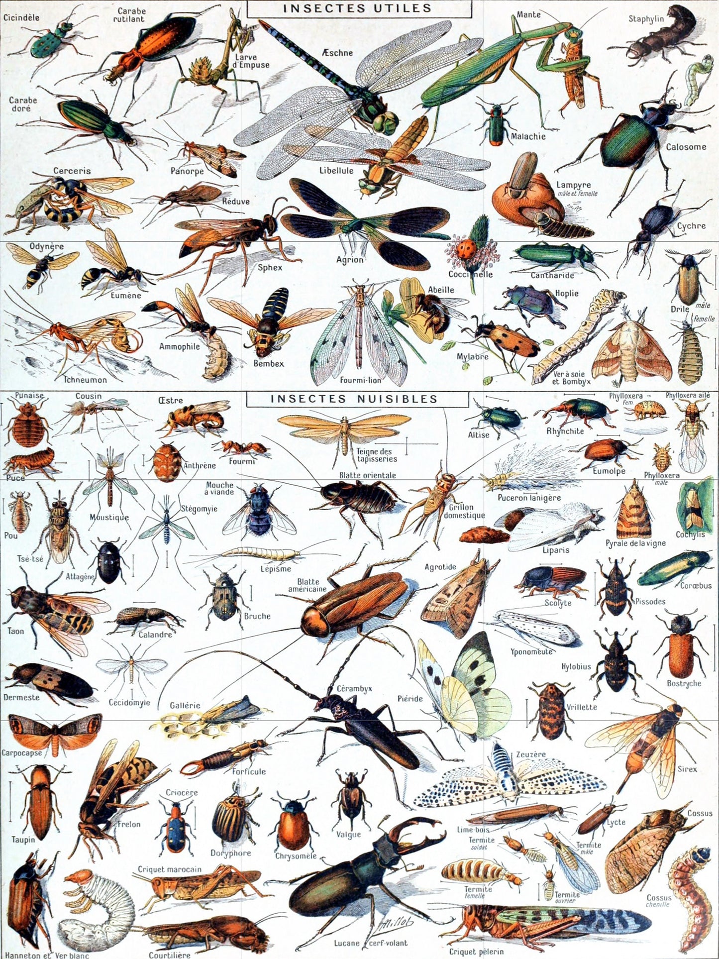 Tile Mural/Mosaic Ceramic Panel of Insects - Adolphe Millot - Vintage Insect Print - Insect Art - Adolphe Millot Print Vintage Illustration