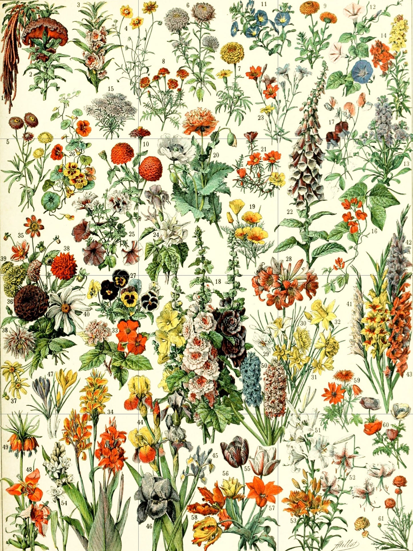 Tile Mural/Mosaic Ceramic Panel of Flowers - Adolphe Millot - Vintage Botanical Print - Adolphe Millot Print Vintage Illustration
