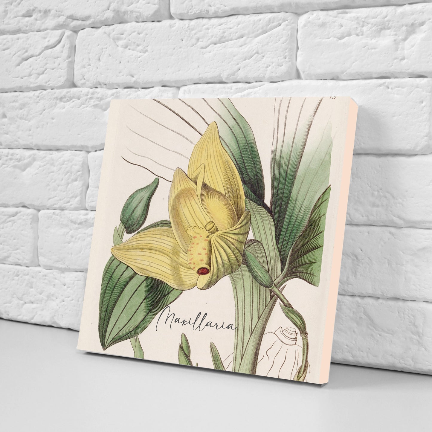 Vintage Botanical Print Ceramic Tiles - Set of 3 Ceramic Decor Tiles - Kitchen Backsplash Tiles, Bathroom Tiles, Botanical wall art