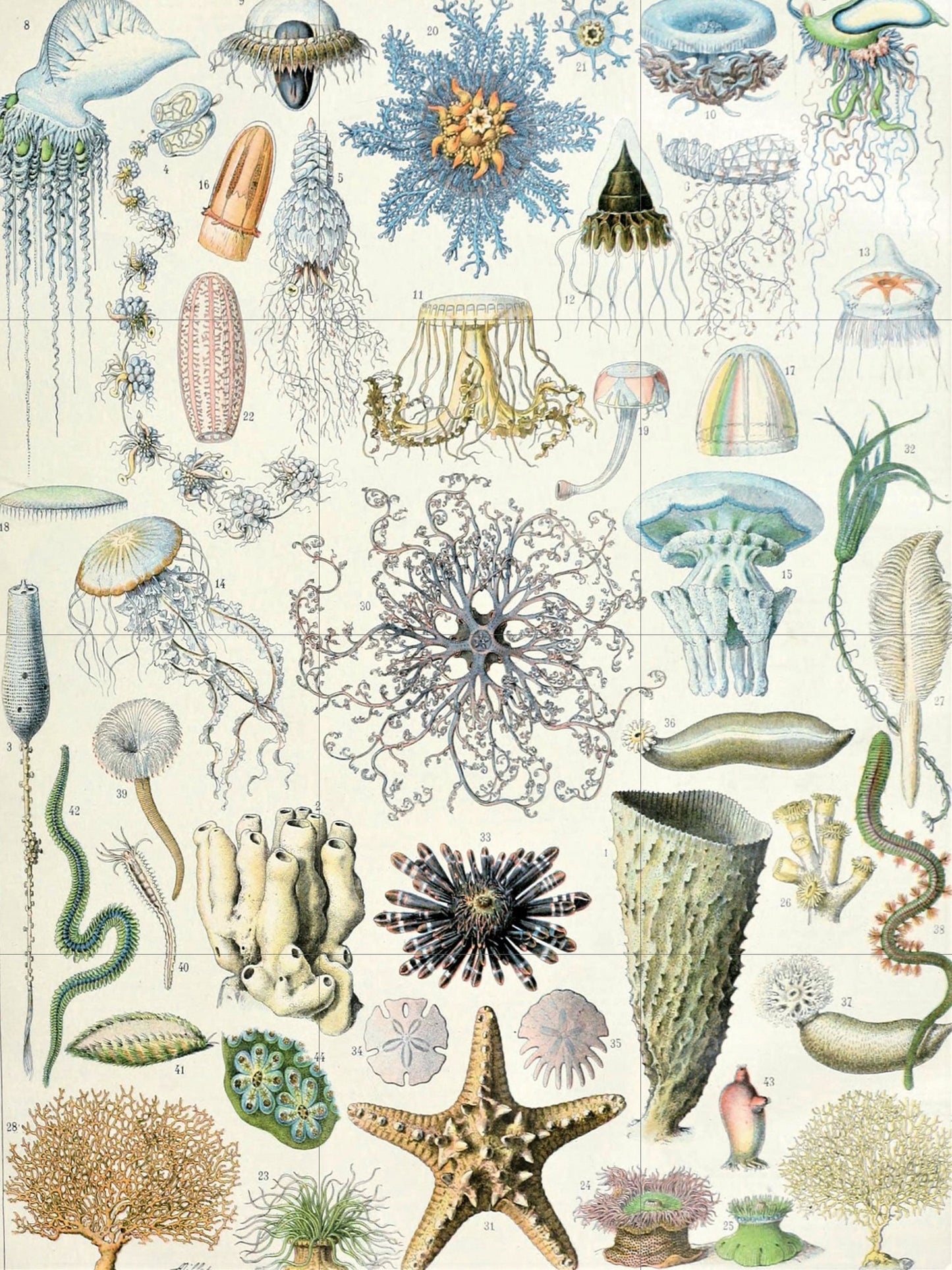 Tile Mural/Mosaic Ceramic Panel of Ocean Life - Adolphe Millot -Vintage Print - Marine Wall Art - Adolphe Millot Print Vintage Illustration