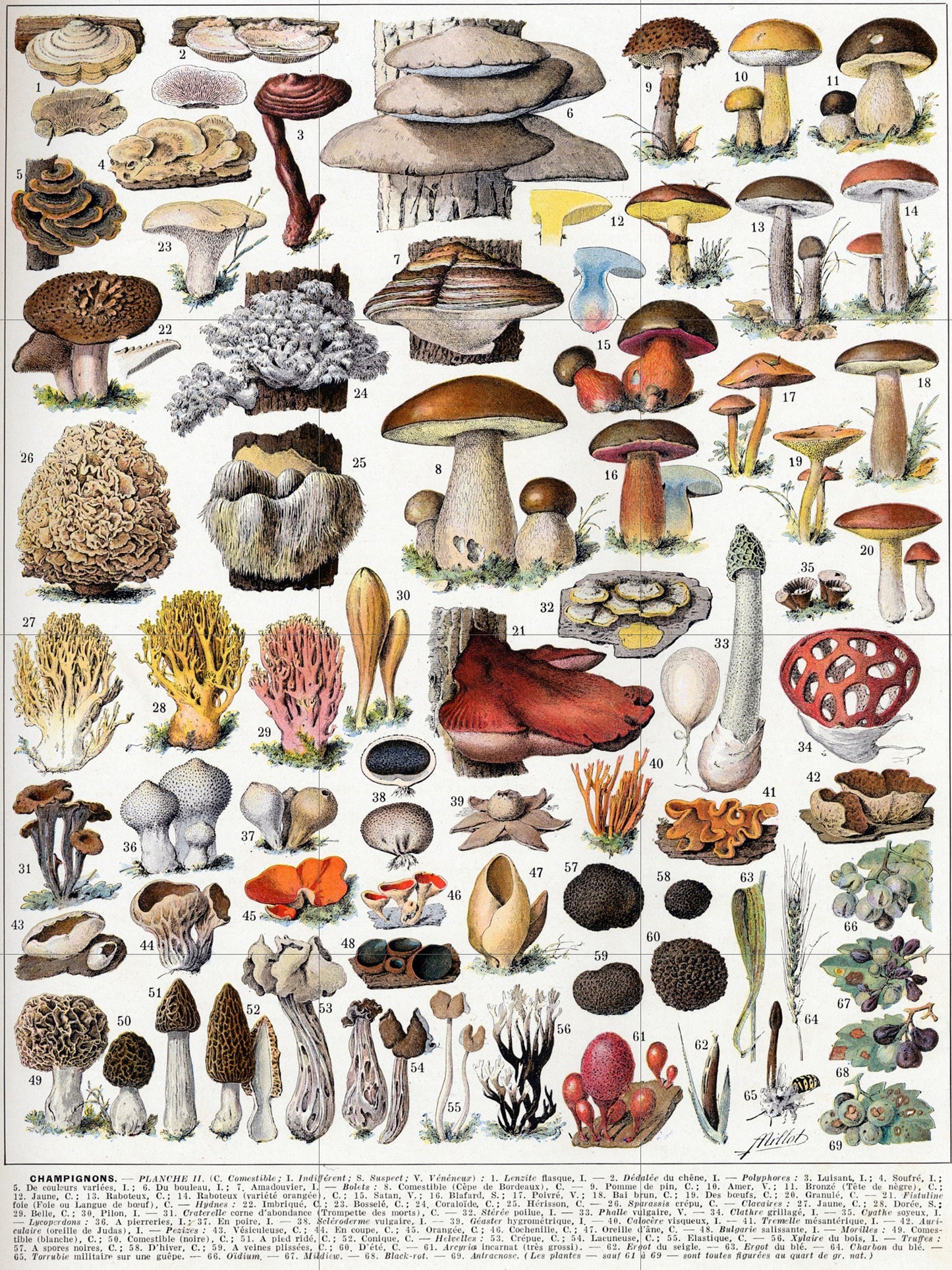 Tile Mural/Mosaic Ceramic Panel of Mushrooms - Adolphe Millot - Vintage Fungal Print Wall Art - Adolphe Millot Print Vintage Illustration