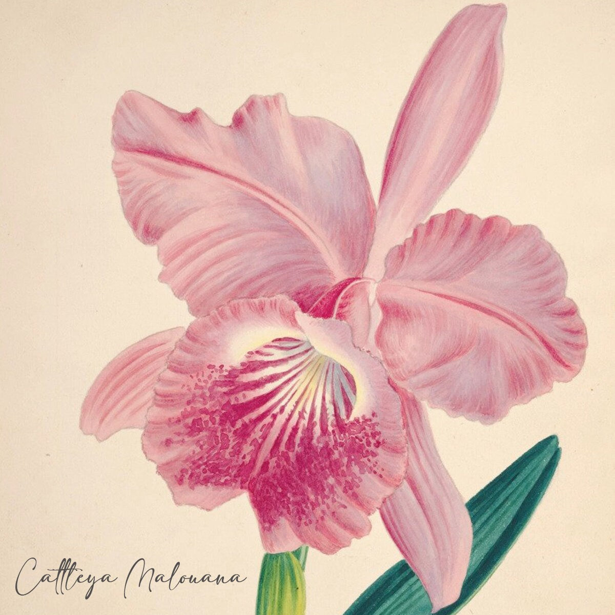 Vintage Botanical Print Ceramic Tiles - Set of 3 Ceramic Decor Tiles - Cattleya flower print, Bathroom Tiles, Botanical wall art, Home decor