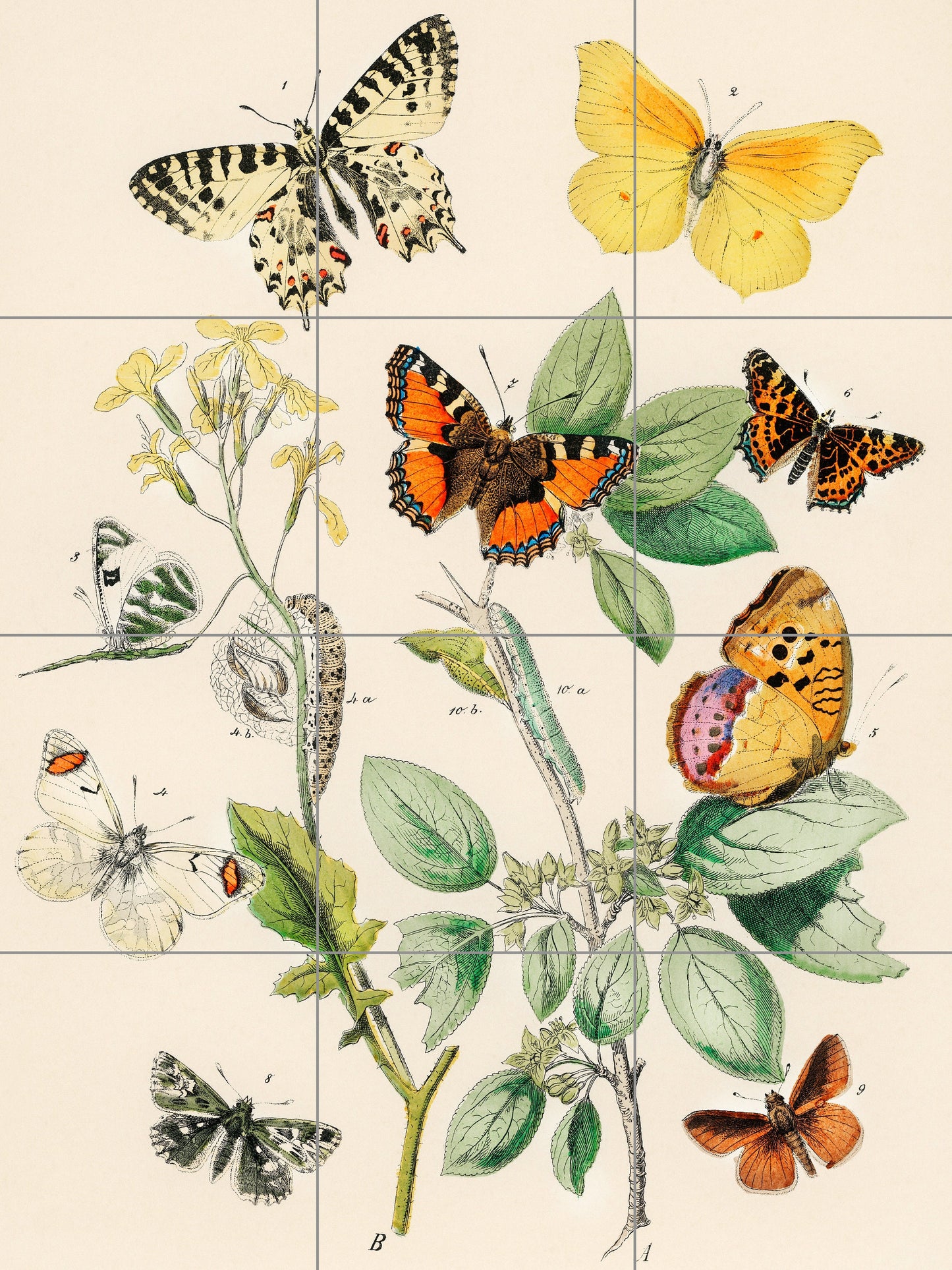 Tile Mural/Mosaic Vintage Butterfly Print - Butterflies wall print - Butterflies vintage illustration -Tile Mural - Home decor- Tile Mosaic