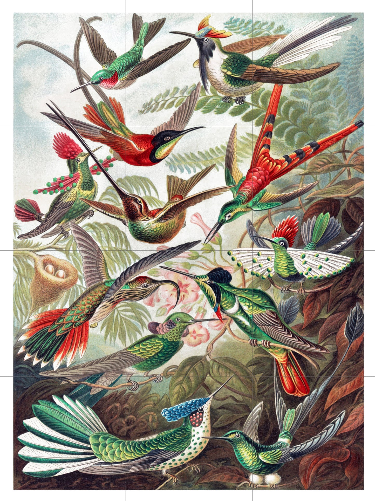 Tile Mural/Mosaic Ceramic Panel of Hummingbird - Vintage Bird Print - Ernst Haeckel Print Vintage Illustration - Bird Mural - Birds Mosaic