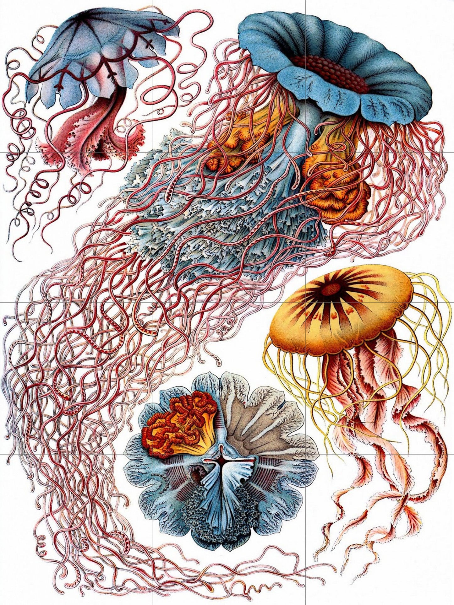 Tile Mural/Mosaic Ceramic Panel of Jellyfish - Sea Creatures -Vintage Sea Life Print - Ernst Haeckel Print Vintage Illustration - Ocean Life