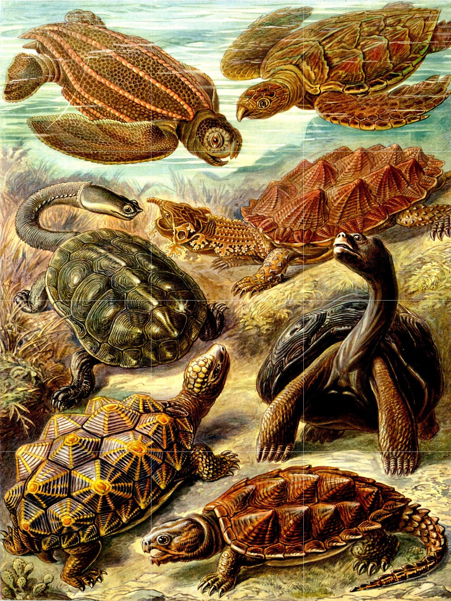 Tile Mural/Mosaic Ceramic Panel of Turtles - Ernst Haeckel Print - Turtle Art - Ernst Haeckel Prints - Vintage Animal Print -Turtle Wall Art