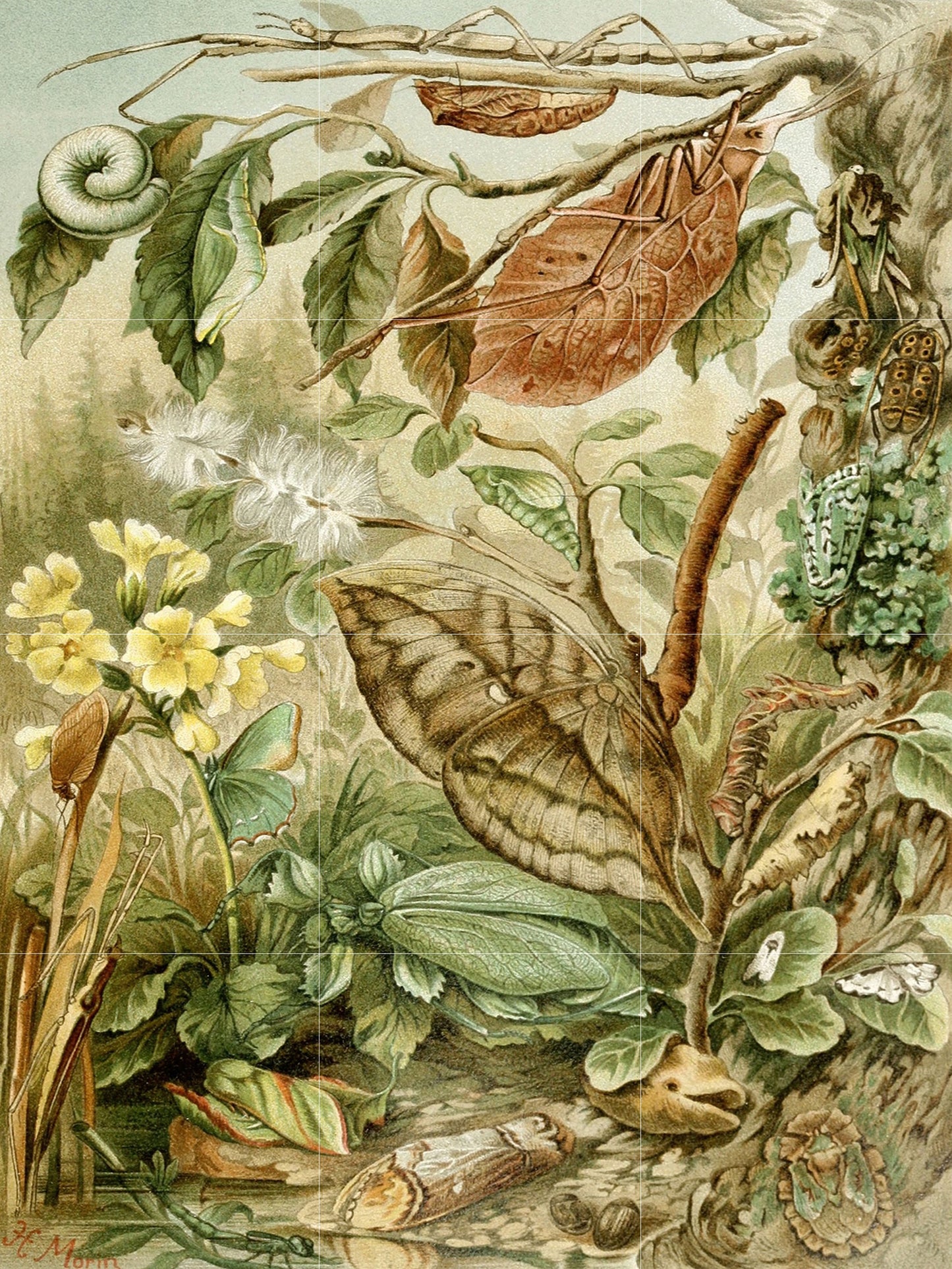 Tile Mural/Mosaic Ceramic Panel of Mimicry - H Morin Art - Insect Print - Insects Vintage Print - Insects Wall Art - Vintage Illustration
