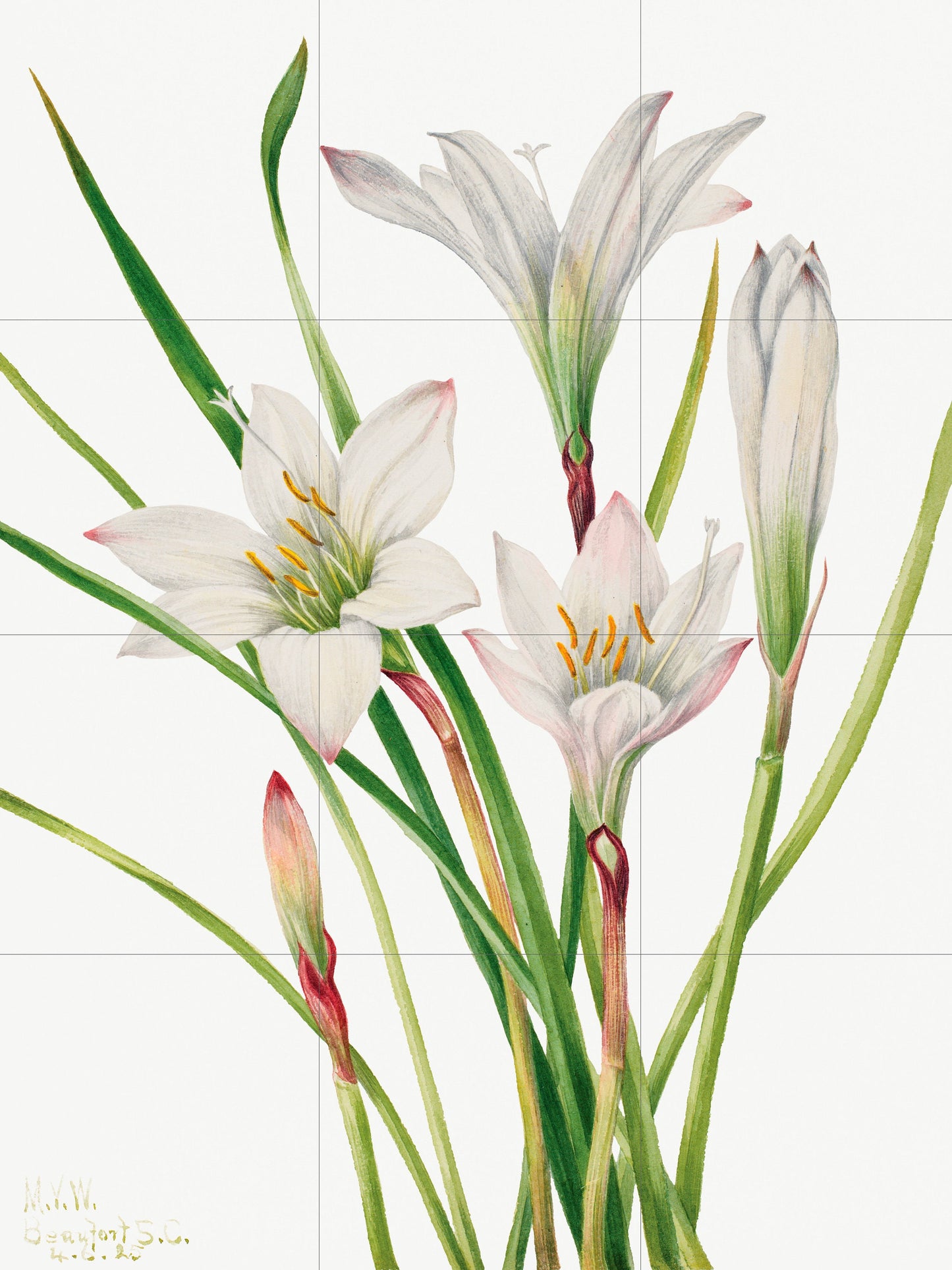Tile Mural/Mosaic Ceramic Panel of Atamasco Lily - Mary Vaux Walcott - Flower Wall Art - Vintage Botanical Print - Floral Art - Lily Print