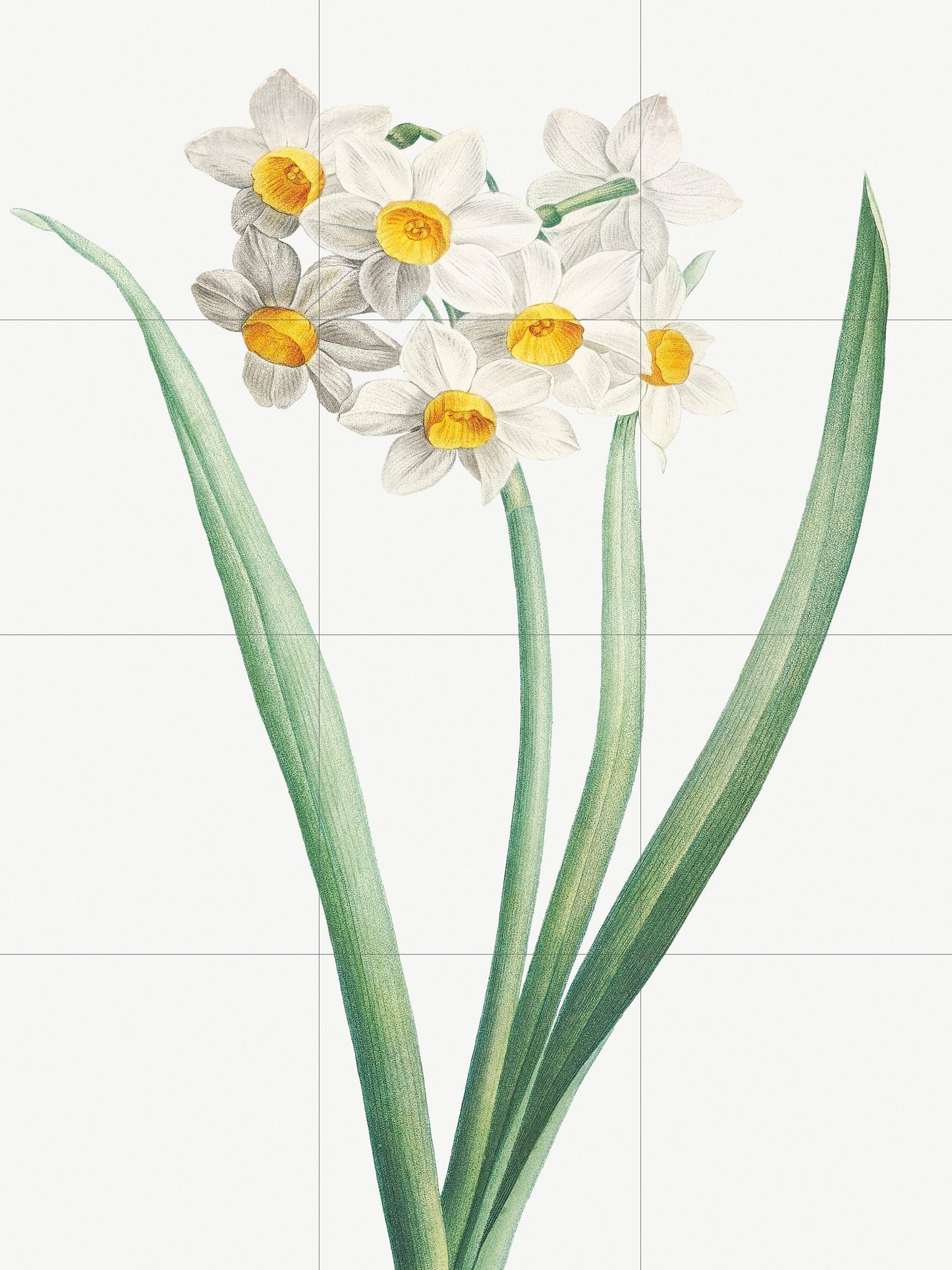 Tile Mural/Mosaic Ceramic Panel of Narcissus Flower - Pierre-Joseph Redoute - Flower Wall Art - Vintage Botanical Print - Floral Wall Art