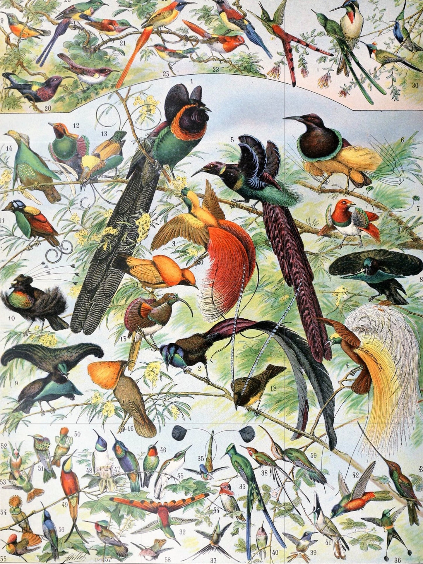 Tile Mural/Mosaic Ceramic Panel of Birds - Adolphe Millot - Vintage Print - Bird Wall Art - Adolphe Millot Vintage Illustration - Bird Mural