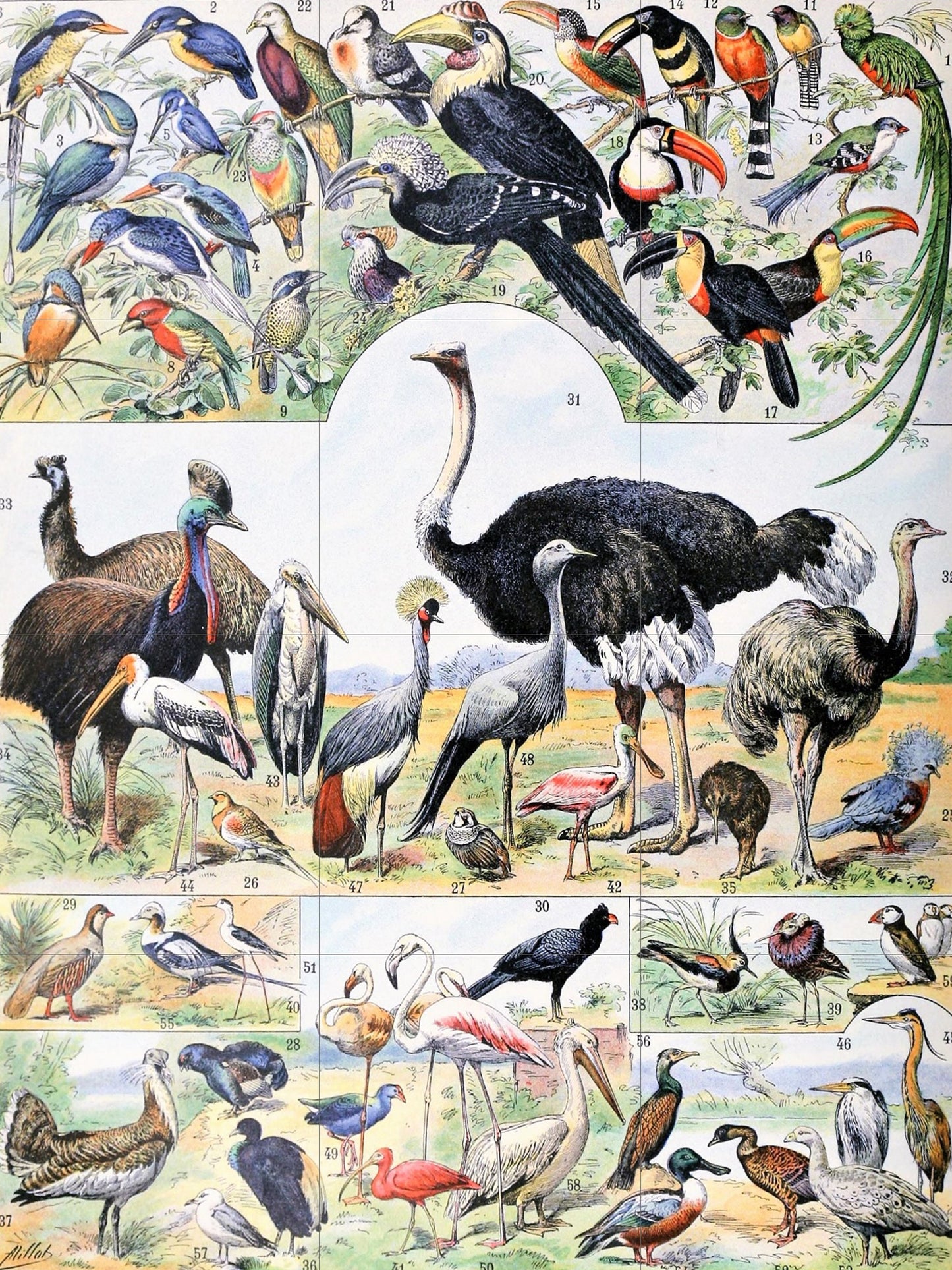 Tile Mural/Mosaic Ceramic Panel of Birds - Adolphe Millot - Vintage Print - Bird Wall Art - Adolphe Millot Vintage Illustration - Bird Mural