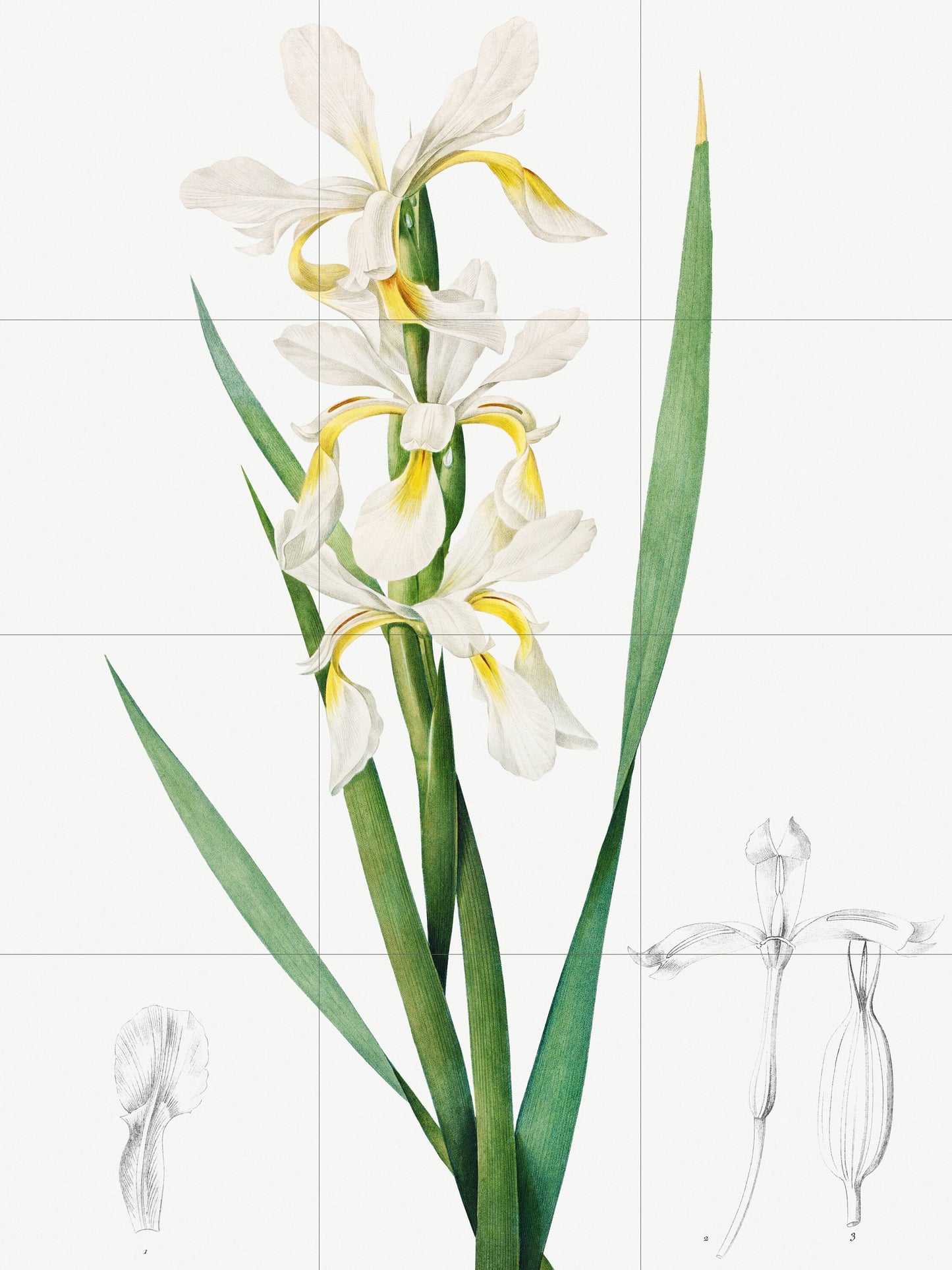 Tile Mural/Mosaic Ceramic Panel Gold - banded Iris Flower - Pierre-Joseph Redoute - Flower Wall Art - Vintage Botanical Print - Floral Wall