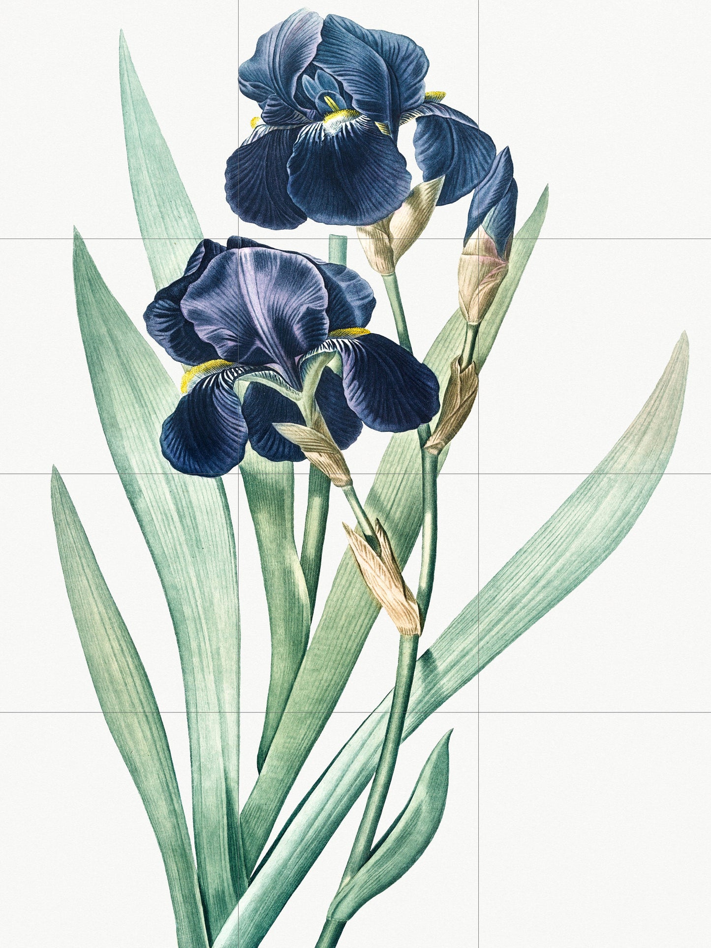Tile Mural/Mosaic Ceramic Panel German Iris Flower - Pierre-Joseph Redoute - Flower Wall Art - Vintage Botanical Print - Floral Wall Art