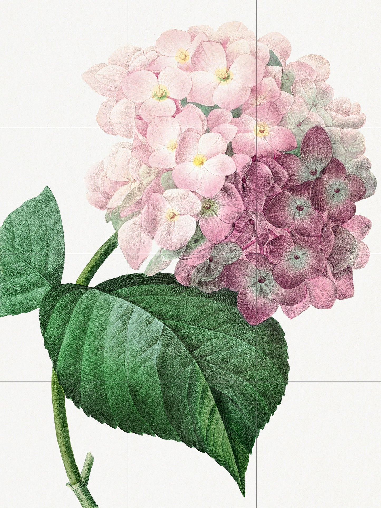 Tile Mural/Mosaic Ceramic Panel Hydrangea Flower - Pierre-Joseph Redoute - Flower Wall Art - Vintage Botanical Print - Floral Wall Art
