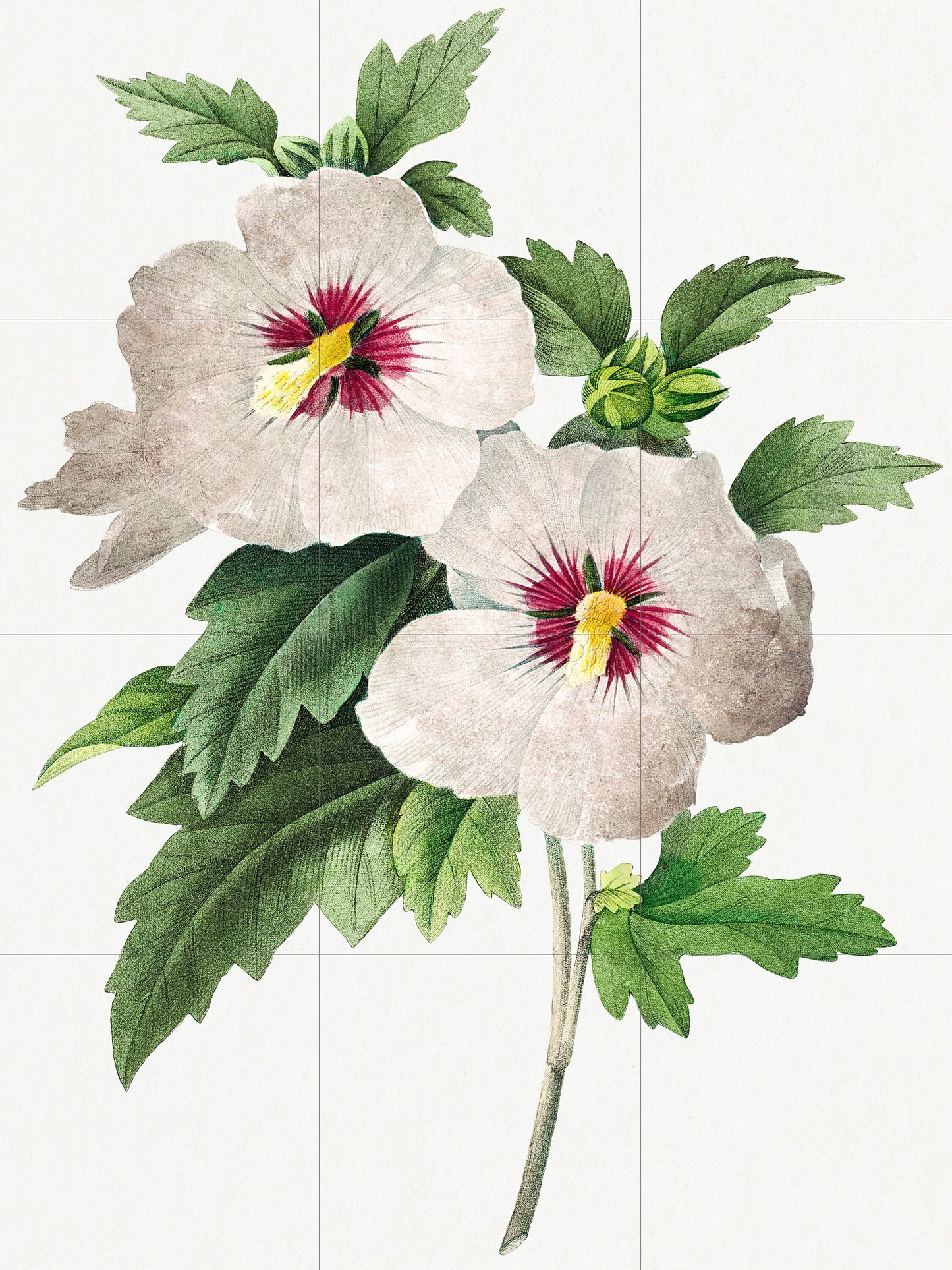 Tile Mural/Mosaic Ceramic Panel Hibiscus Flower - Pierre-Joseph Redoute - Flower Wall Art - Vintage Botanical Print - Floral Wall Art