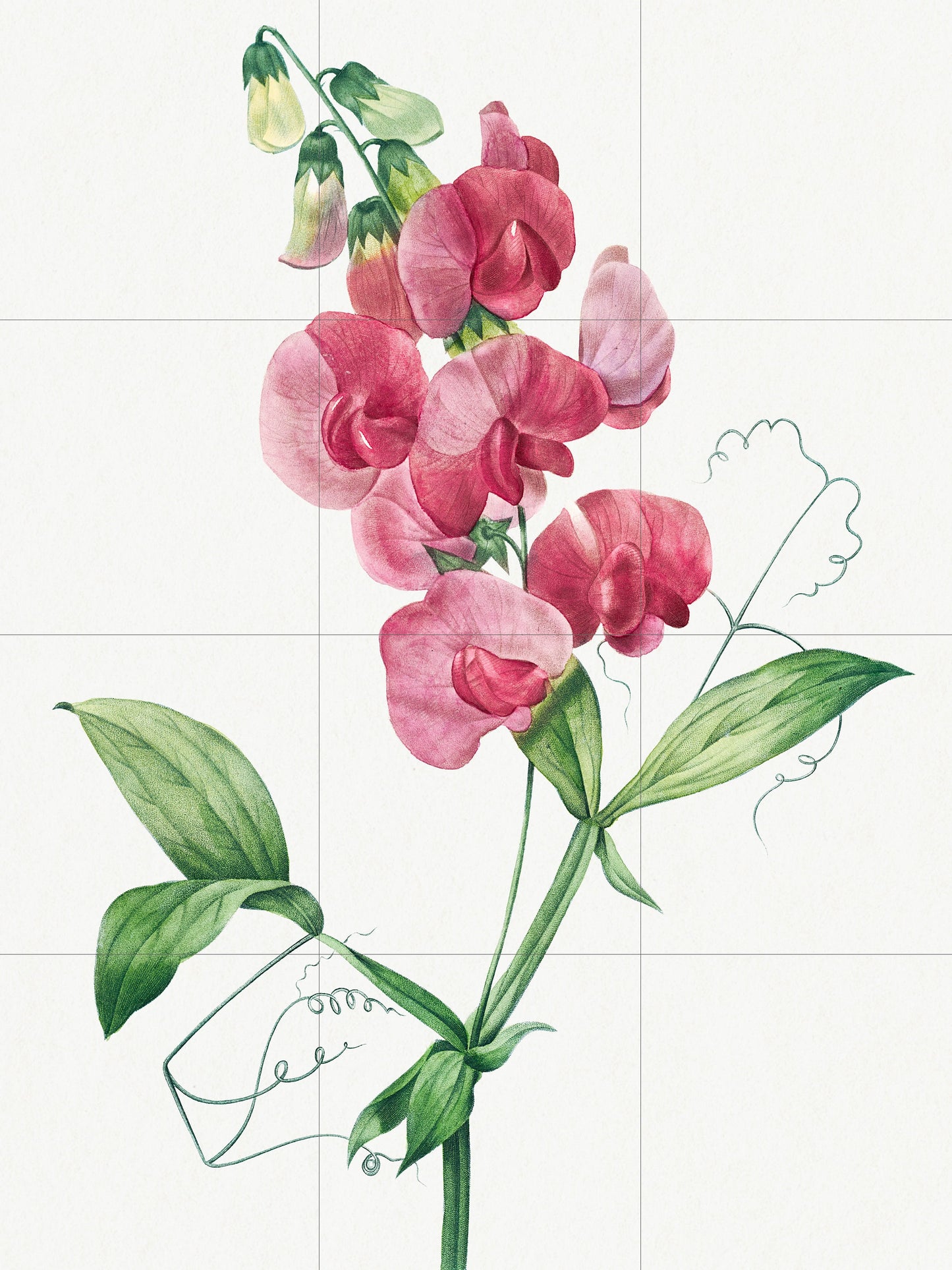 Tile Mural/Mosaic Ceramic Everlasting Pea Orchid Flower - Pierre-Joseph Redoute - Flower Wall Art - Vintage Botanical Print -Floral Wall Art