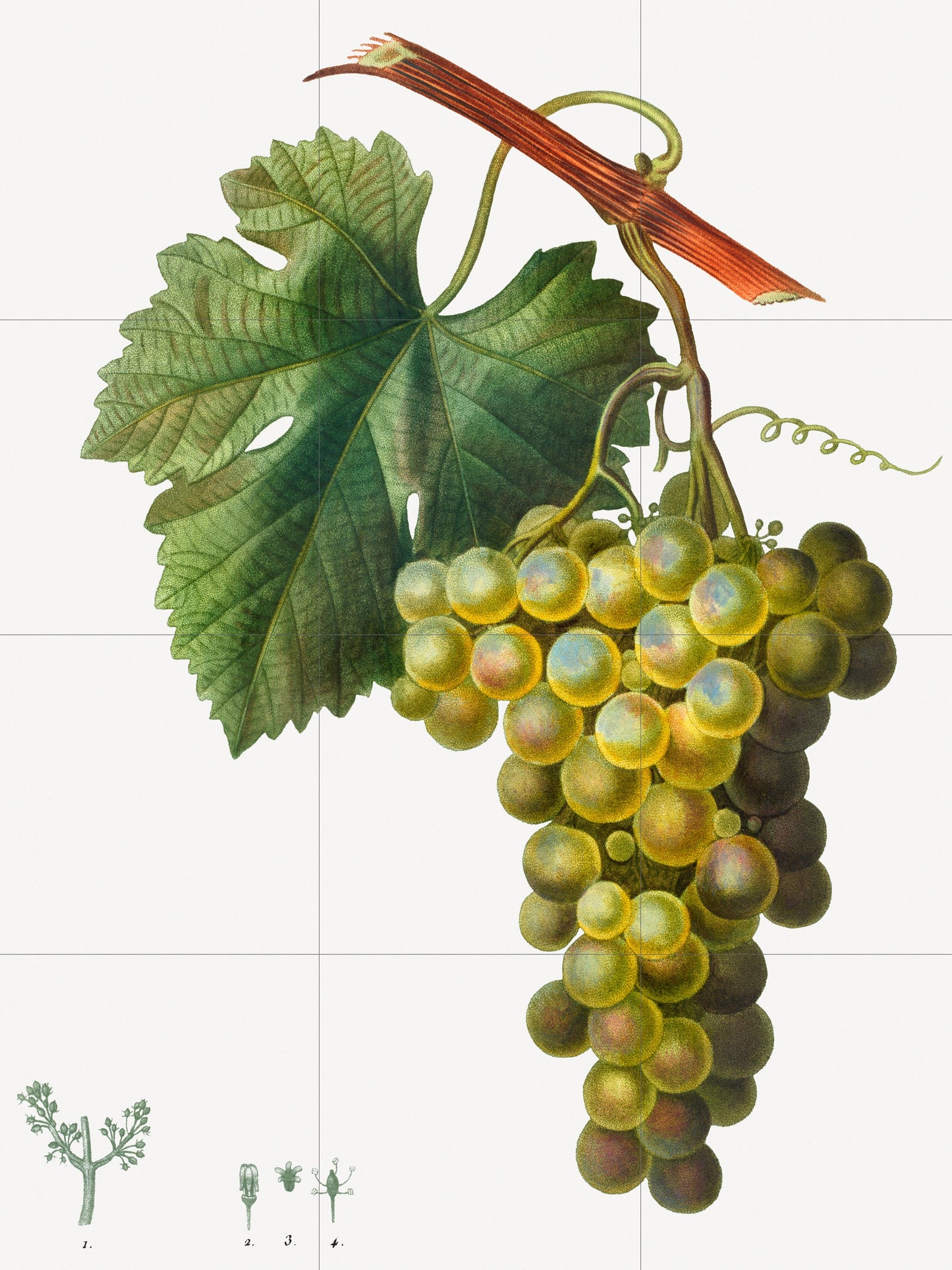 Tile Mural/Mosaic Ceramic Grape Vine Vitis - Pierre-Joseph Redoute - Fruit Wall Art -Vintage Botanical Print- Fruits Wall Art - Fruit Print
