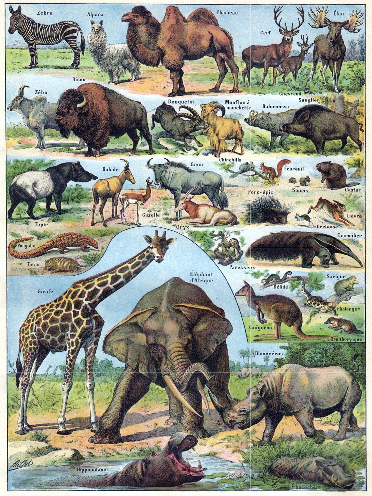 Tile Mural/Mosaic Ceramic Panel of Mammals - Adolphe Millot - Vintage Print - Animal Wall Art - Adolphe Millot Vintage Illustration
