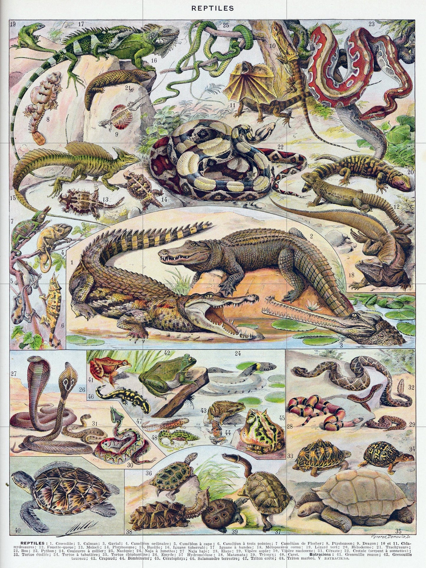 Tile Mural/Mosaic Ceramic Panel of Reptiles - Adolphe Millot - Vintage Reptile Print - Animal Wall Art - Adolphe Millot Vintage Illustration