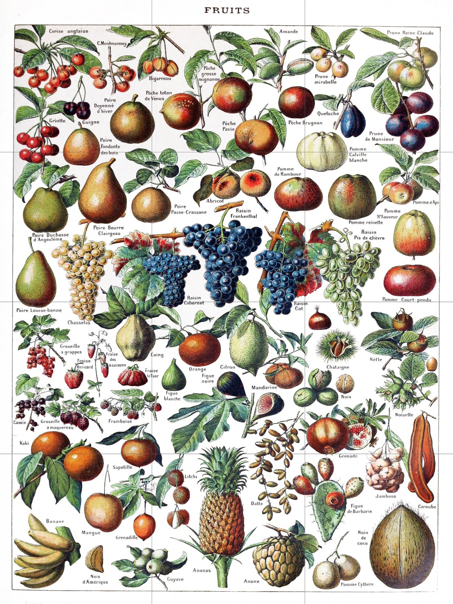 Tile Mural/Mosaic Ceramic Panel of Fruits - Adolphe Millot - Vintage Fruit Print - Fruits Art - Adolphe Millot Print Vintage Illustration