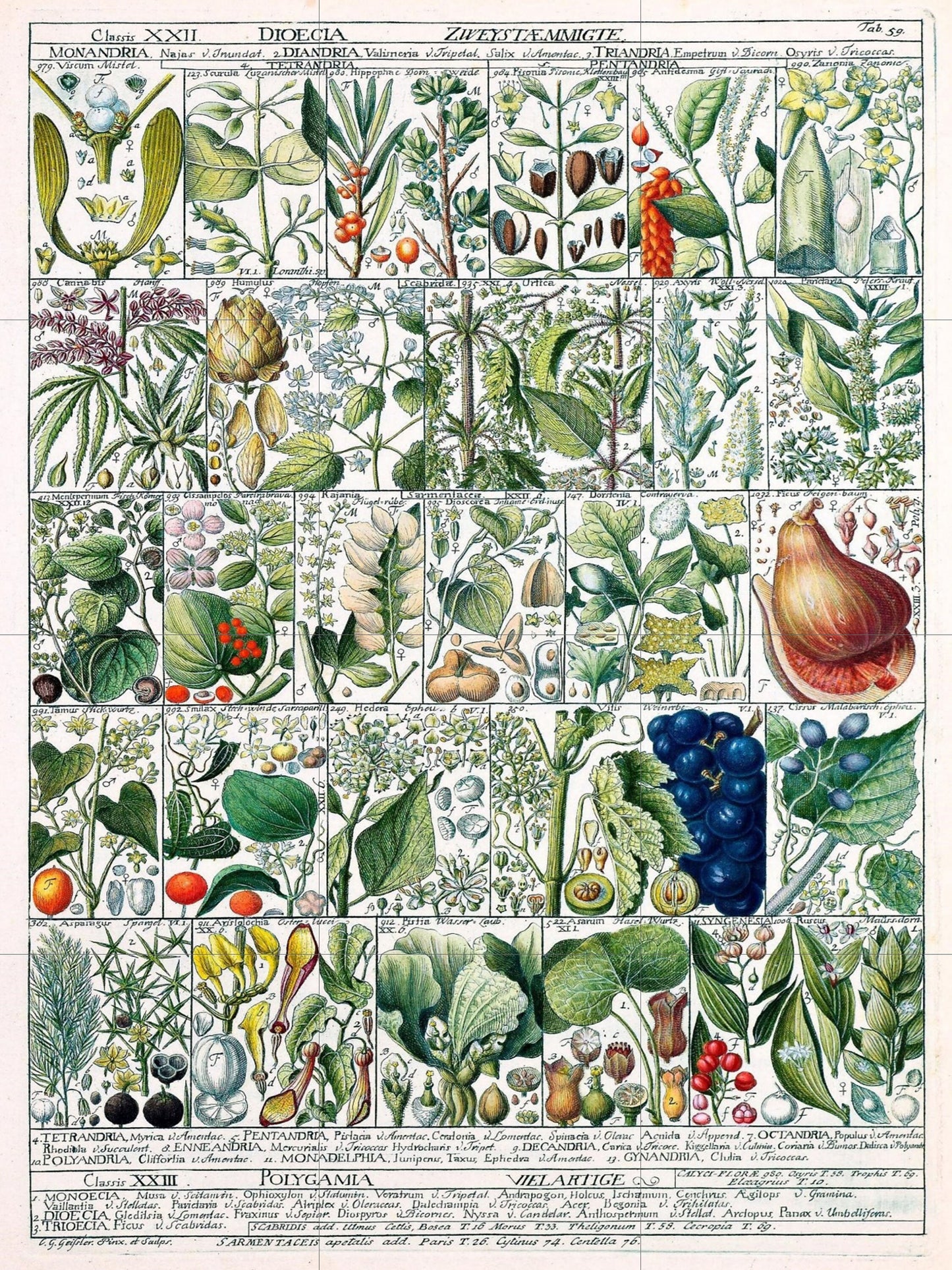 Tile Mural/Mosaic Ceramic Vintage Fruit Illustration - Larousse - Fruit Wall Art - Vintage Botanical Print - Fruits Wall Art - Fruit Print