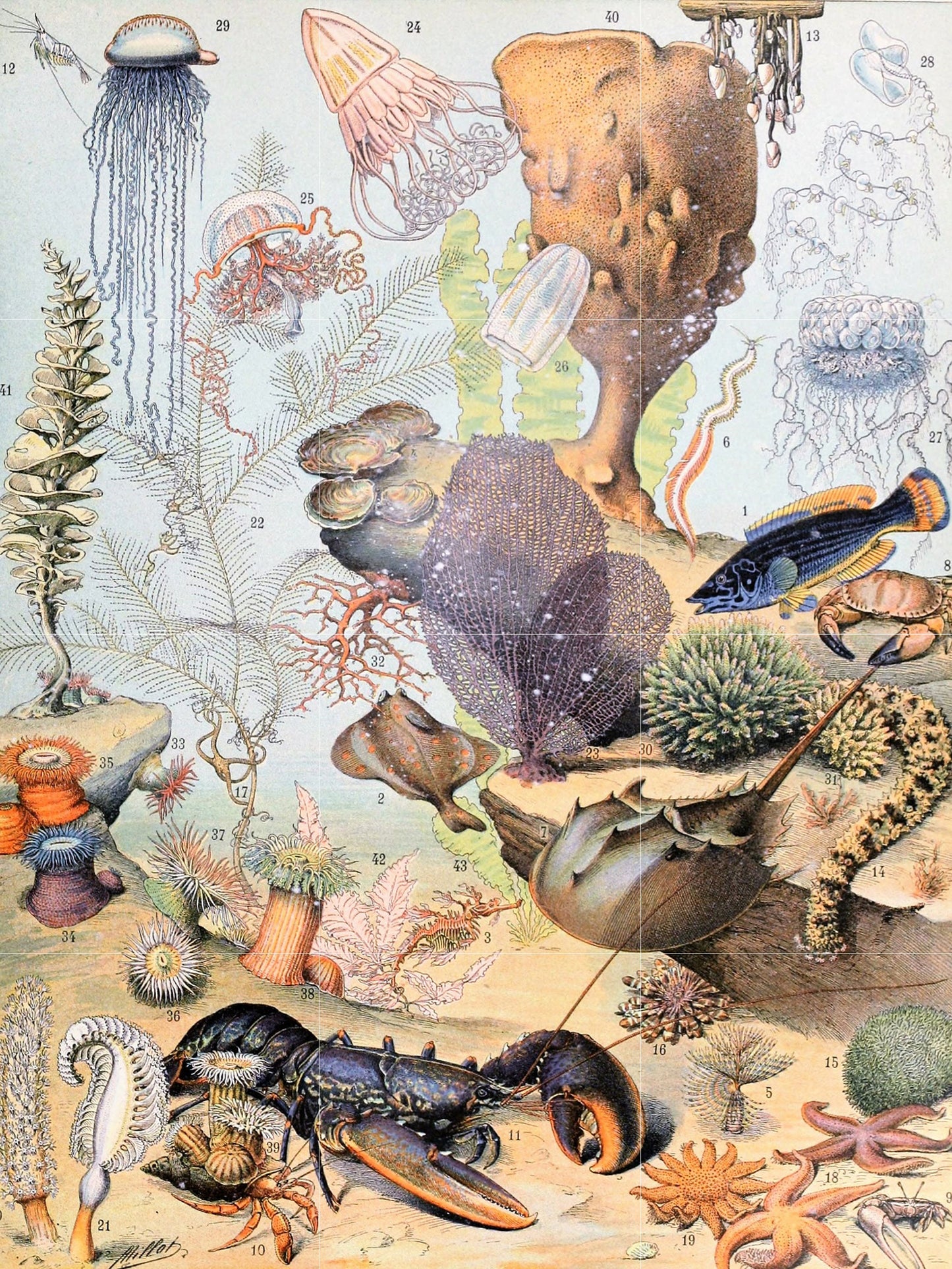 Tile Mural/Mosaic Ceramic Panel of Ocean Life - Adolphe Millot -Vintage Print - Marine Wall Art - Adolphe Millot Print Vintage Illustration