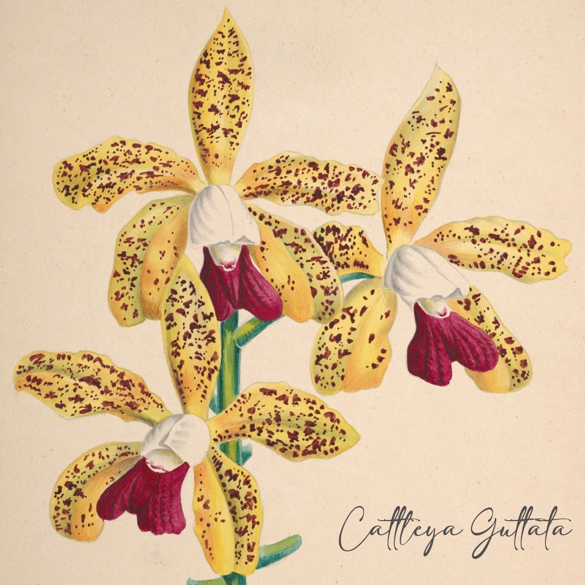 Vintage Botanical Print Ceramic Tiles - Set of 3 Ceramic Decor Tiles - Cattleya flower print, Bathroom Tiles, Botanical wall art, Home decor