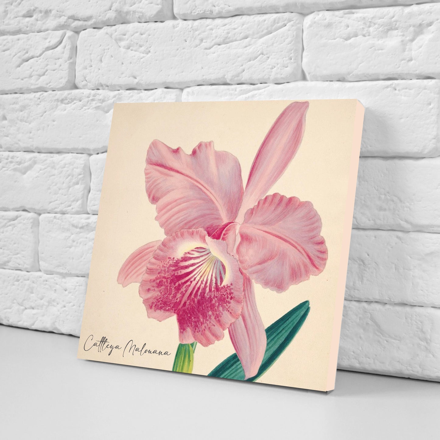 Vintage Botanical Print Ceramic Tiles - Set of 3 Ceramic Decor Tiles - Cattleya flower print, Bathroom Tiles, Botanical wall art, Home decor