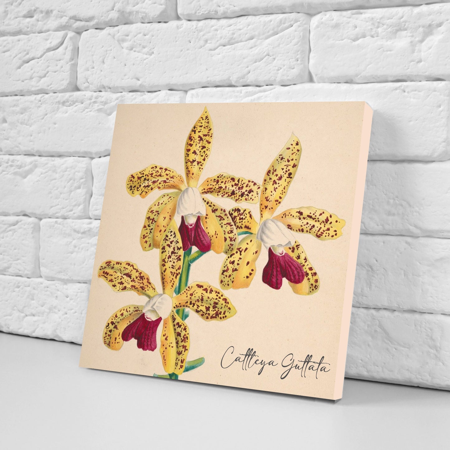 Vintage Botanical Print Ceramic Tiles - Set of 3 Ceramic Decor Tiles - Cattleya flower print, Bathroom Tiles, Botanical wall art, Home decor
