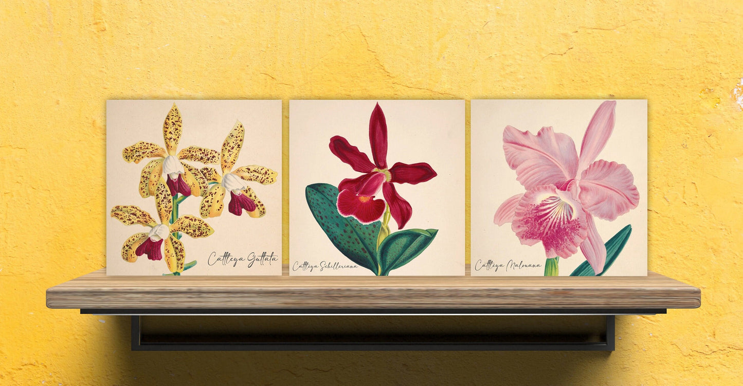 Vintage Botanical Print Ceramic Tiles - Set of 3 Ceramic Decor Tiles - Cattleya flower print, Bathroom Tiles, Botanical wall art, Home decor
