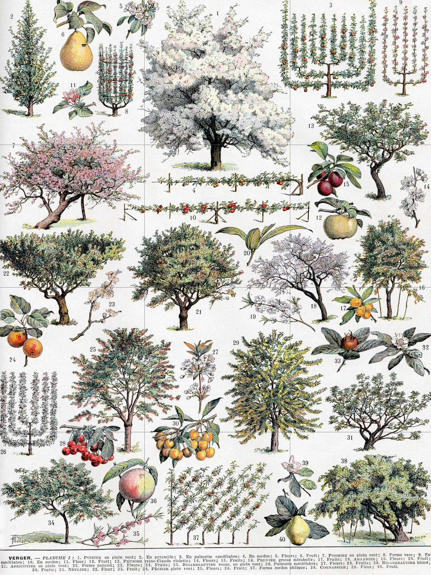 Tile Mural/Mosaic Ceramic Vintage Tree Wall Art - Plant Illustration - Larousse - Plant Wall Art - Kitchen Mural - Vintage Botanical Print