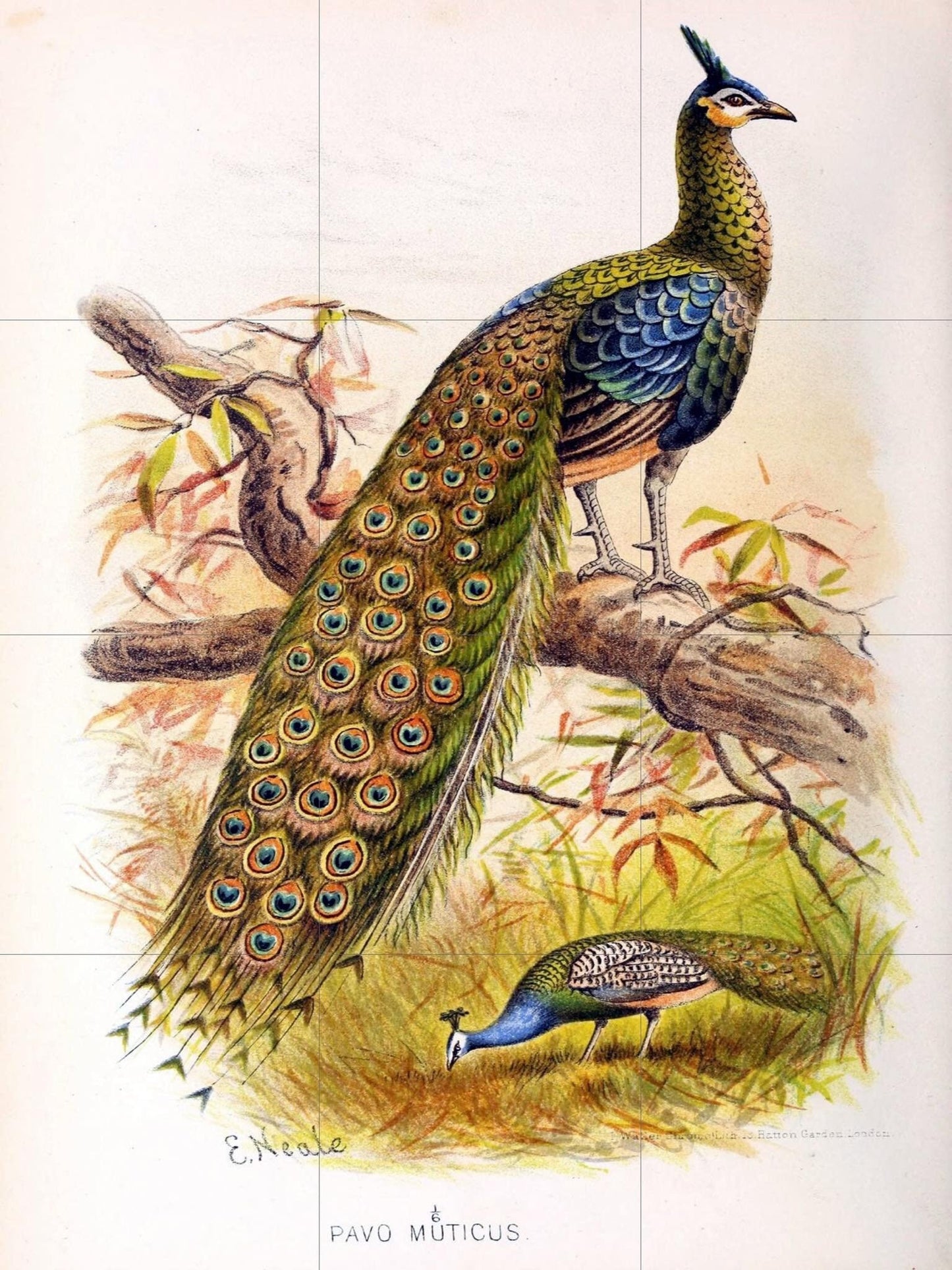 Tile Mural/Mosaic Ceramic Panel of Peacock - E Neale - Bird Wall Art Home Decor - Peacock Mural - Gloss Tiles - Peacock Tile Mosaic