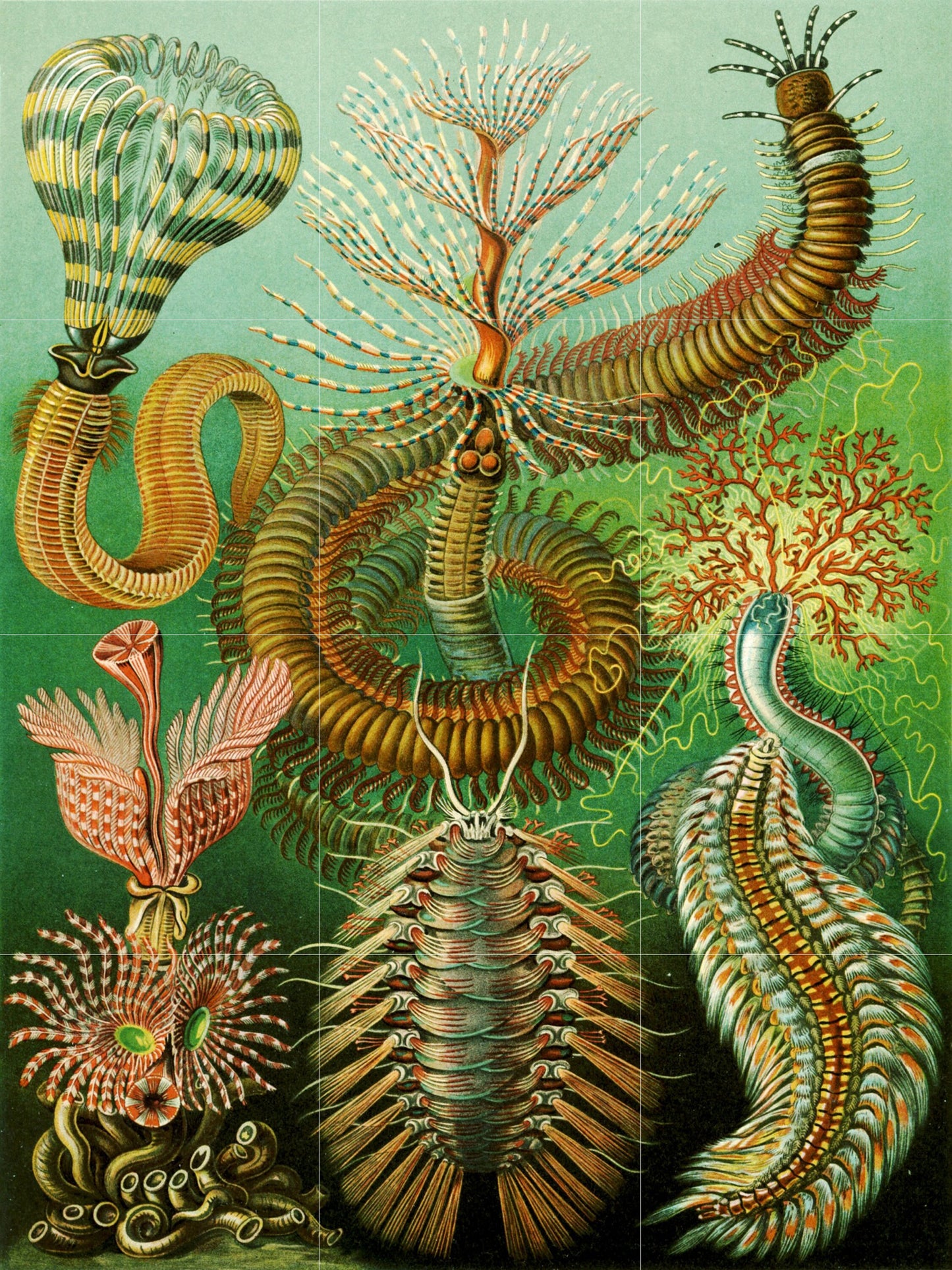 Tile Mural/Mosaic Ceramic Panel of Sea Life - Sea Creatures - Vintage Sea Life Print - Ernst Haeckel Print Vintage Illustration - Ocean Life