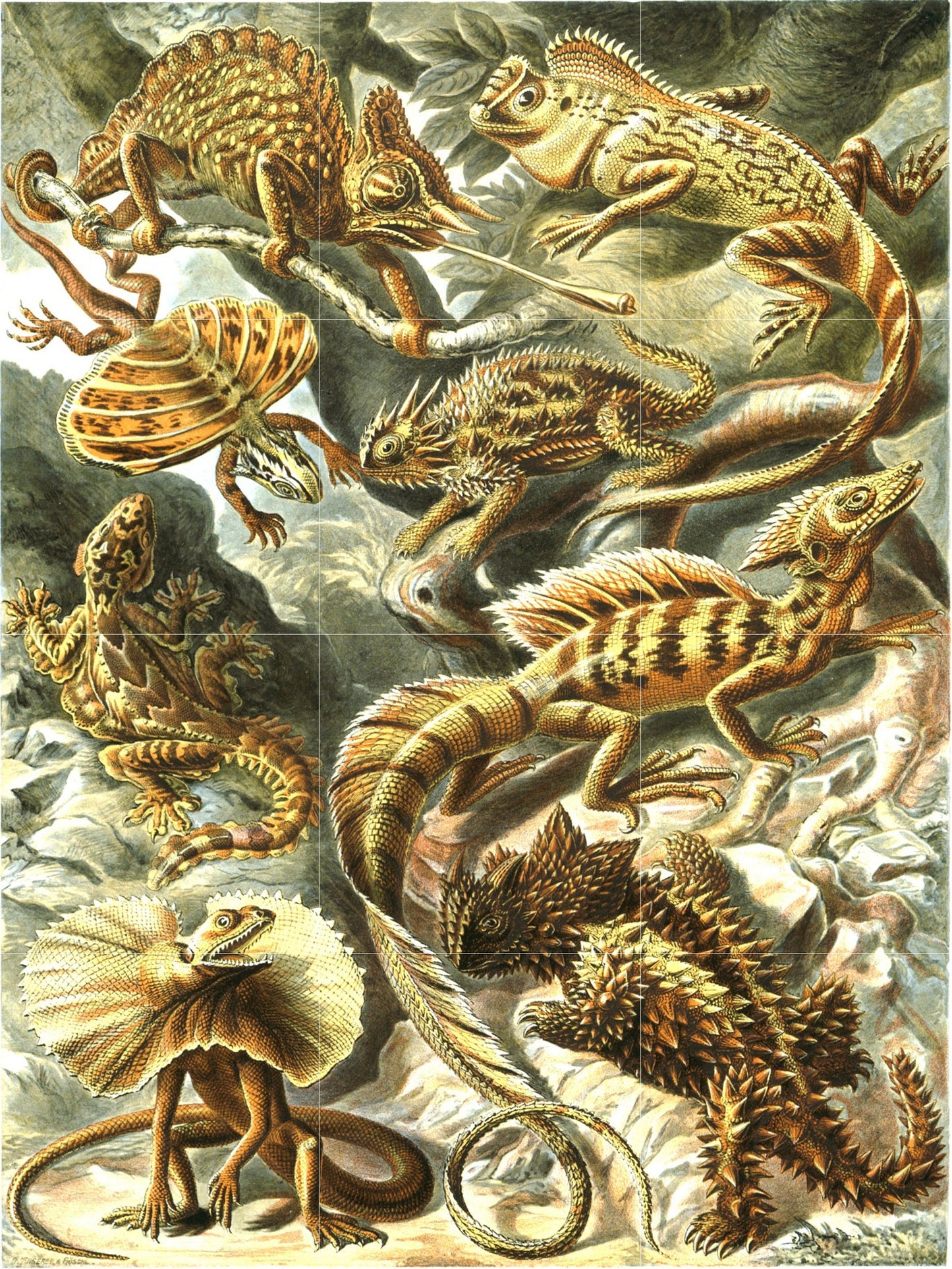 Tile Mural/Mosaic Ceramic Panel of Reptiles - Ernst Haeckel Print - Ernst Haeckel Prints - Vintage Animal Print - Reptile Wall Art