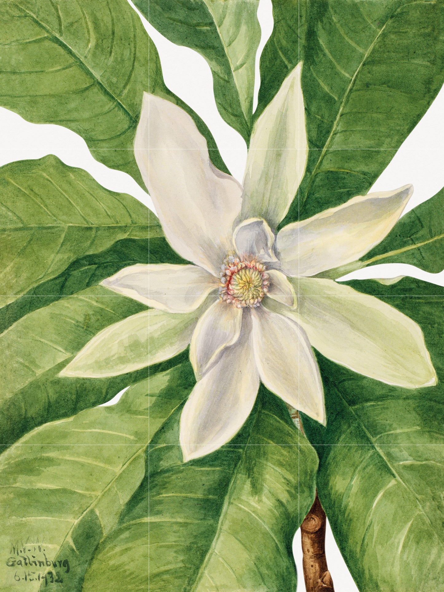 Tile Mural/Mosaic Ceramic Panel of Umbrella Tree Magnolia Tripetala - Mary Vaux Walcott - Flower Mural Wall Art - Vintage Botanical Print