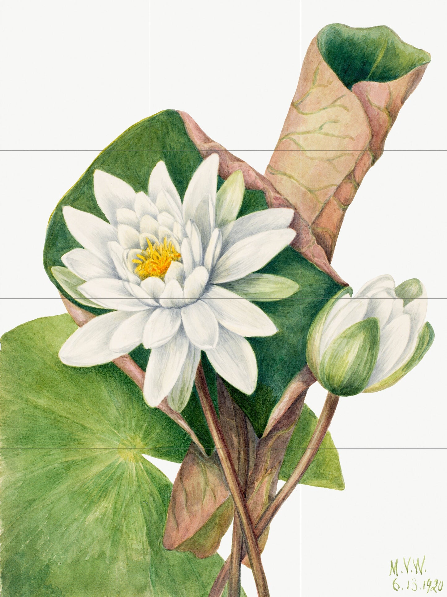 Tile Mural/Mosaic Ceramic Panel of American Waterlily - Mary Vaux Walcott -Flower Wall Art -Vintage Botanical Print -Floral Art - Lily Print