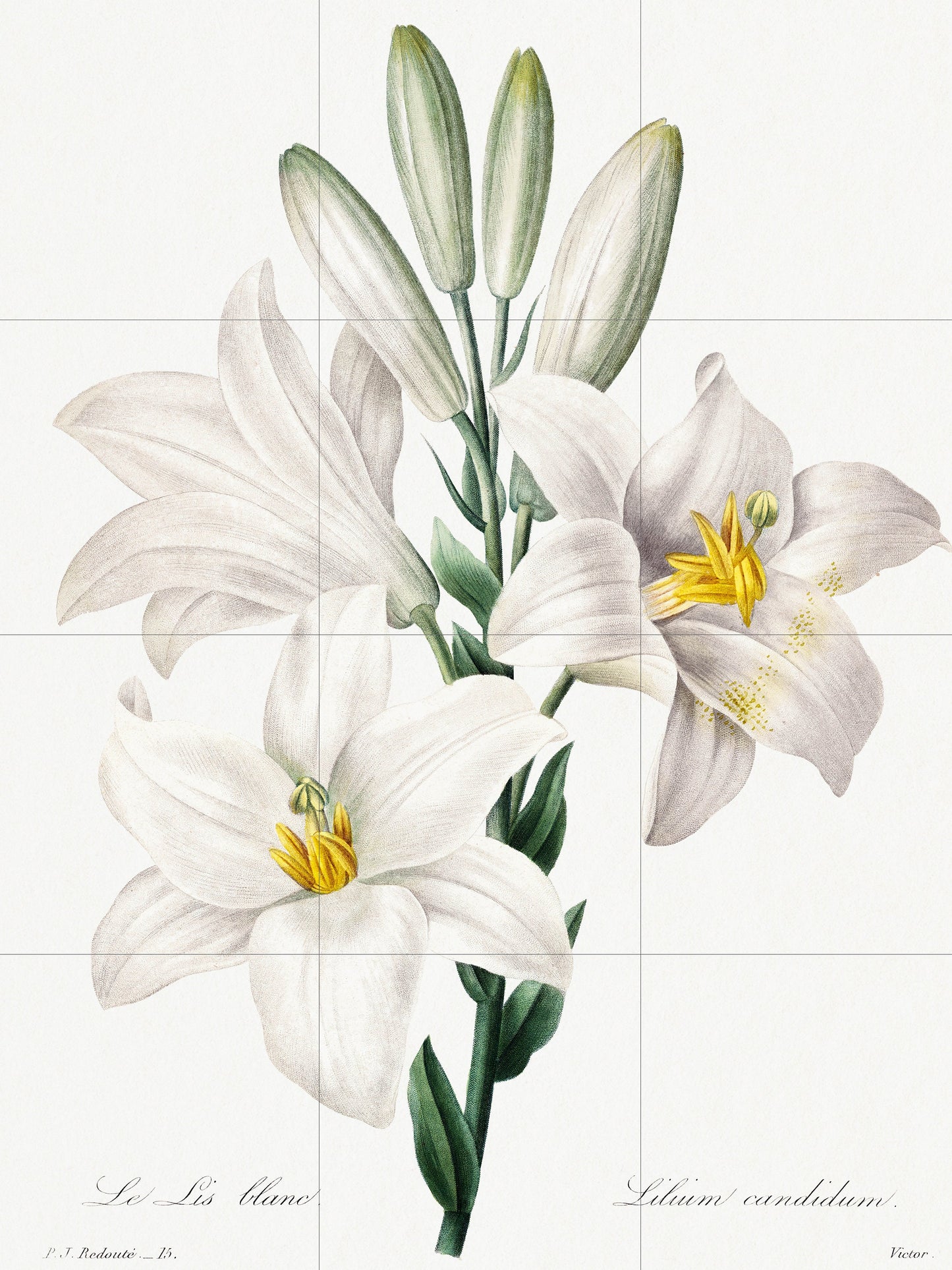 Tile Mural/Mosaic Ceramic Panel of Madonna Lily - Pierre-Joseph Redoute - Flower Wall Art - Vintage Botanical Print - Lily Print Home Decor