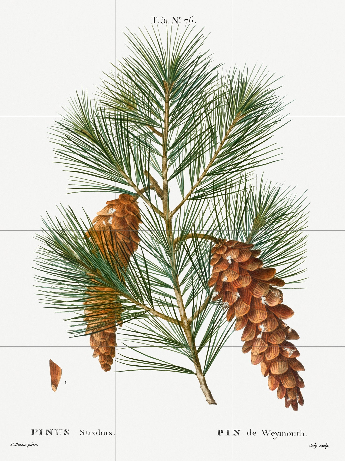 Tile Mural/Mosaic Ceramic White Pine - Pierre-Joseph Redoute - Botanical Wall Art - Vintage Botanical Print - Vintage Botanical Illustration