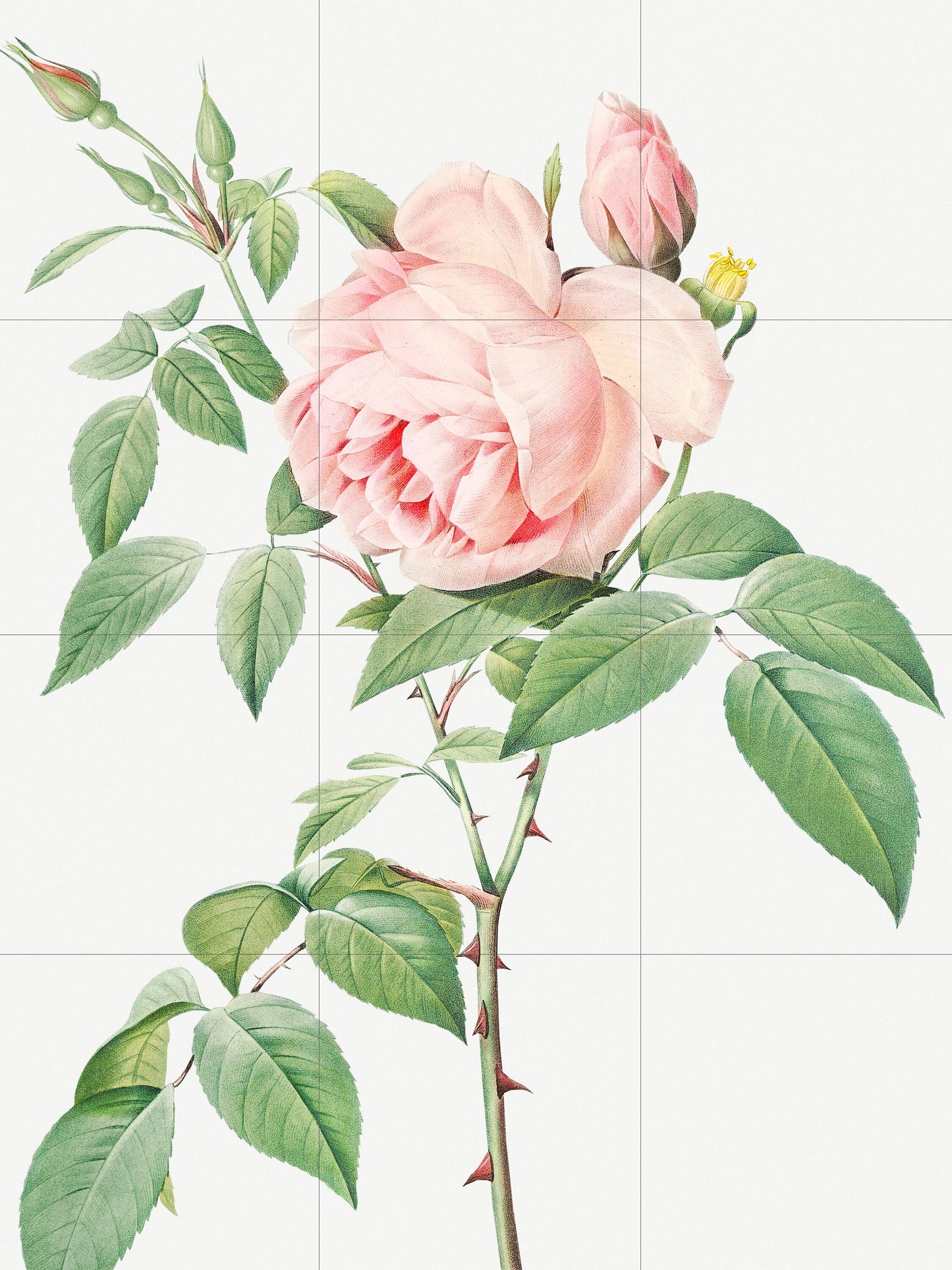 Tile Mural/Mosaic Ceramic Panel of Rose - Pierre-Joseph Redoute - Flower Wall Art - Vintage Botanical Print - Roses Print Home Decor