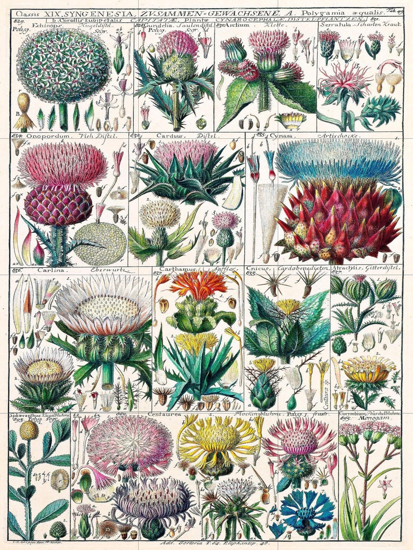 Tile Mural/Mosaic Ceramic Vintage Botanical Print Wildflowers - Larousse -Nature Wall Art - Flower Illustration - Larousse - Kitchen Mural