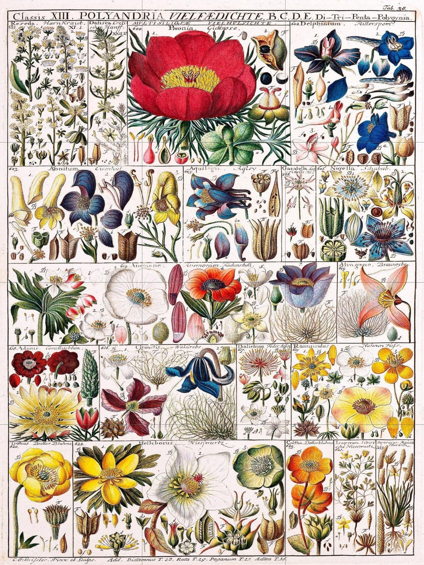 Tile Mural/Mosaic Ceramic Vintage Botanical Print Wildflowers - Larousse -Nature Wall Art - Flower Illustration - Larousse - Kitchen Mural