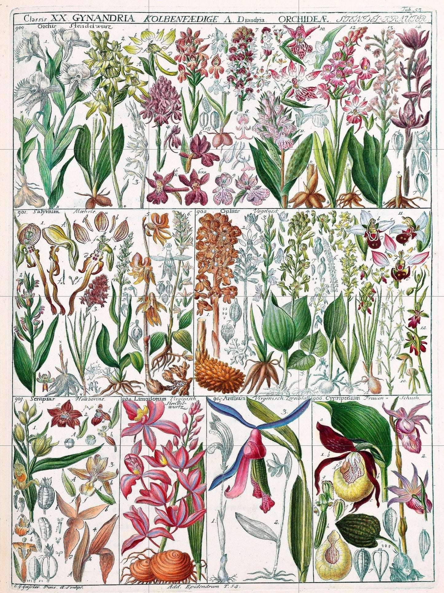 Tile Mural/Mosaic Ceramic Vintage Botanical Print Wildflowers - Larousse -Nature Wall Art - Flower Illustration - Larousse - Kitchen Mural