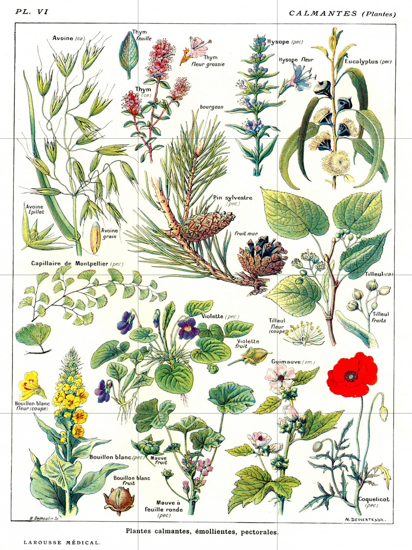 Tile Mural/Mosaic Ceramic Vintage Medical Herbs Illustration -Larousse -Herb Wall Art - Vintage Botanical Print -Plant Art - Herbs Print